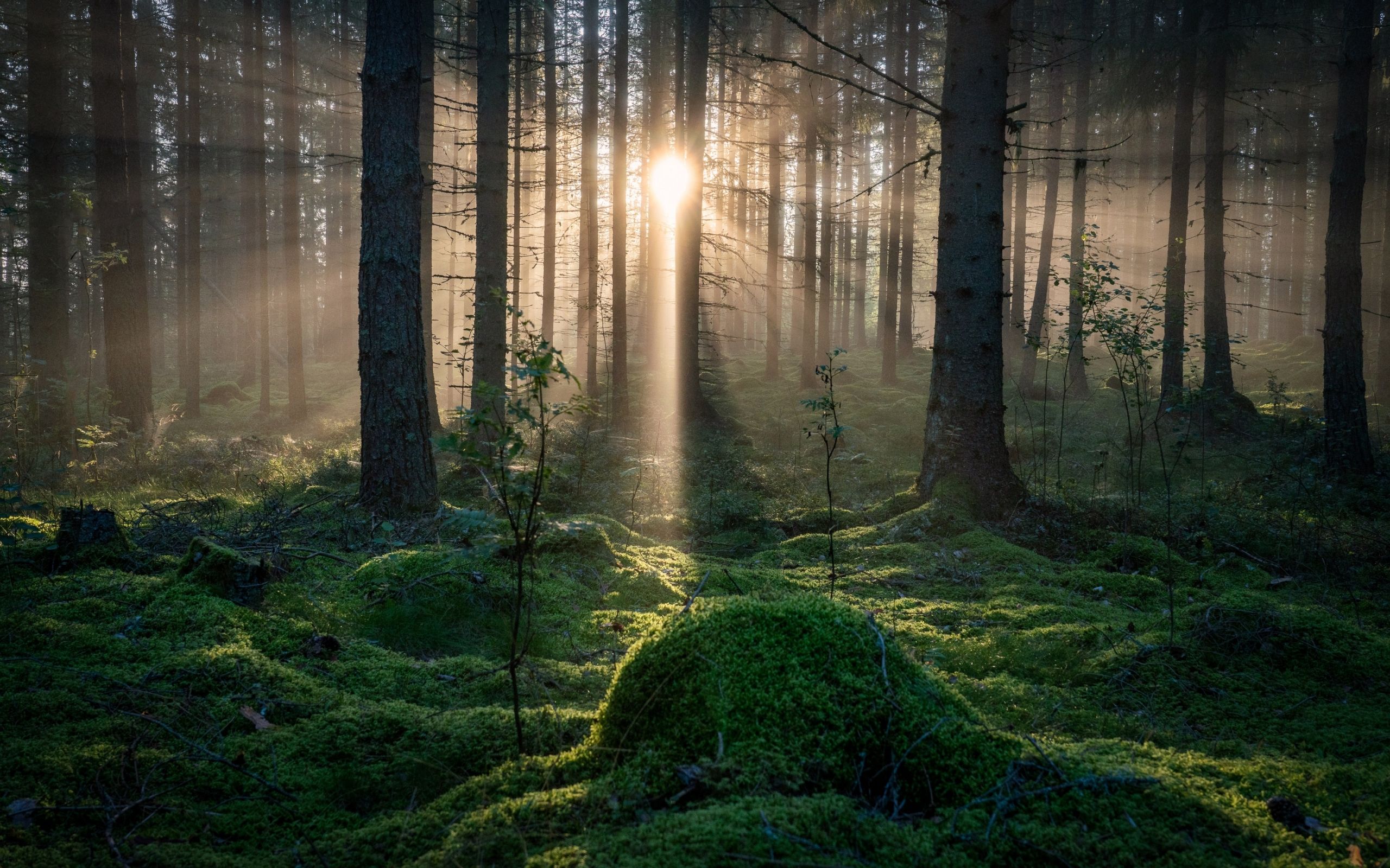 Sunbeams In Forest Wallpapers Wallpaper Cave