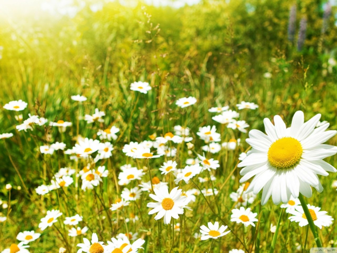 daisies sunny field uhd 4k wallpaper pixelz.cc on field of daisies wallpapers