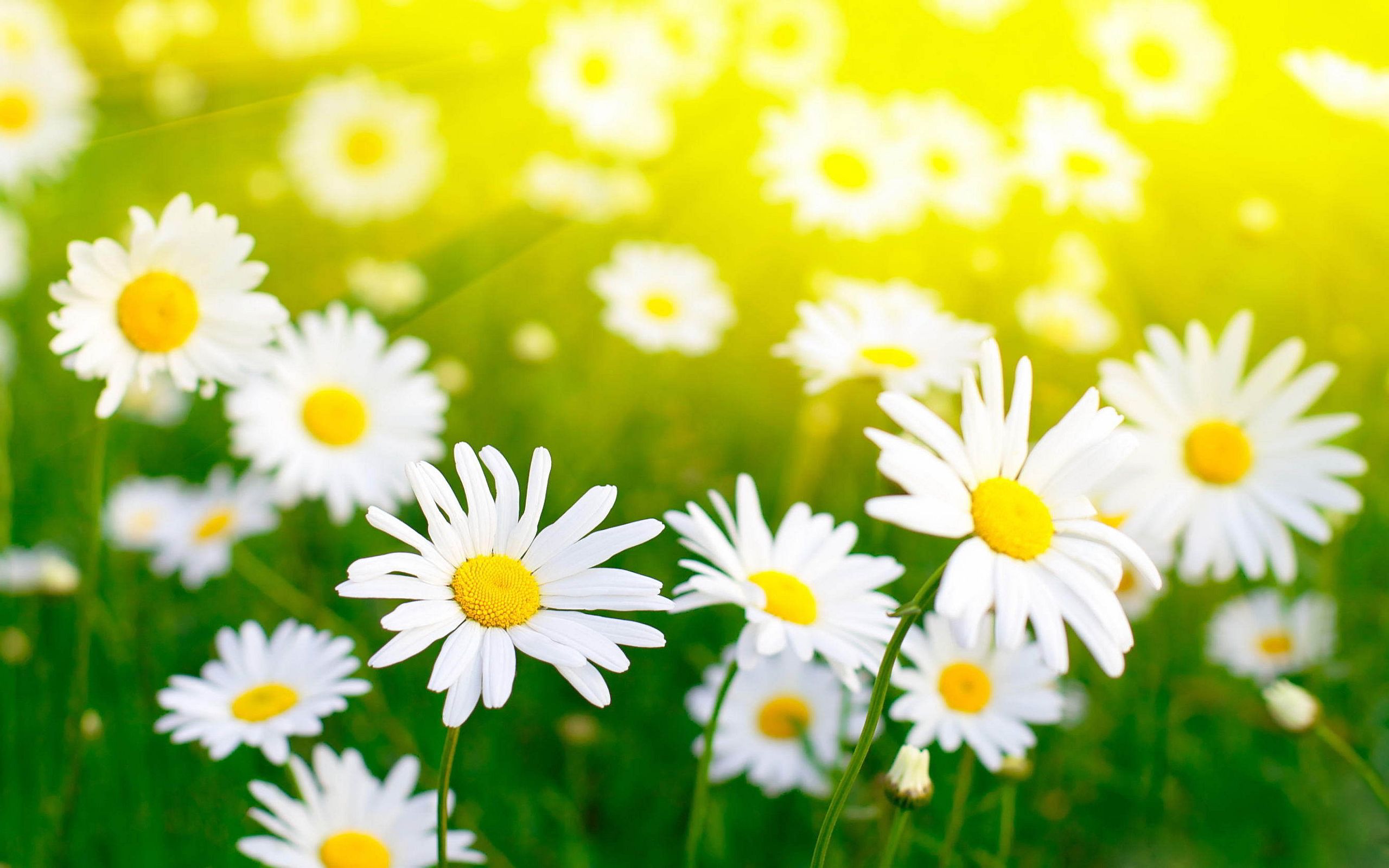 Field Of Daisies Wallpapers - Wallpaper Cave
