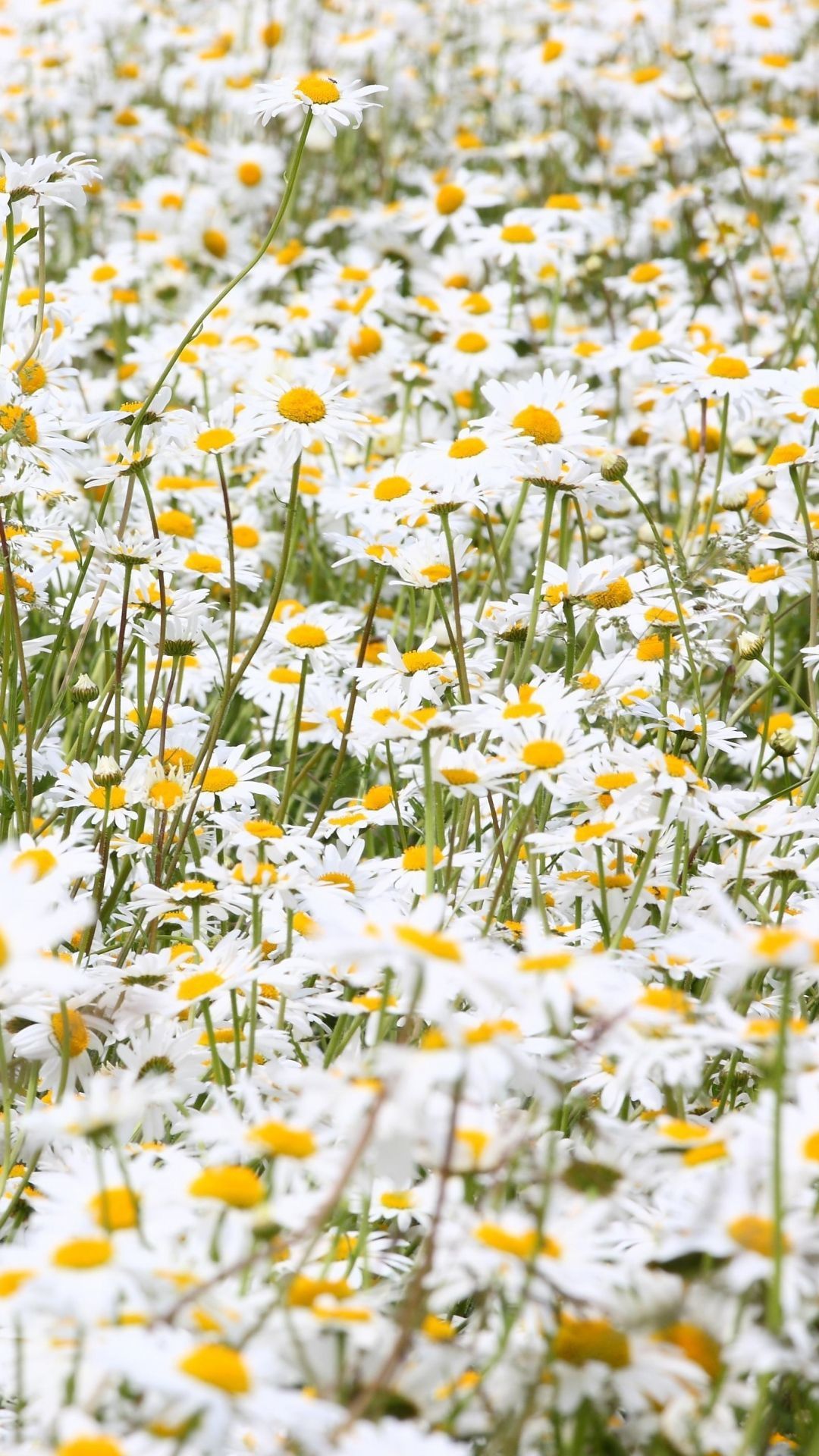 daisies, flowers, field, many, summer. Daisy field, Flower field