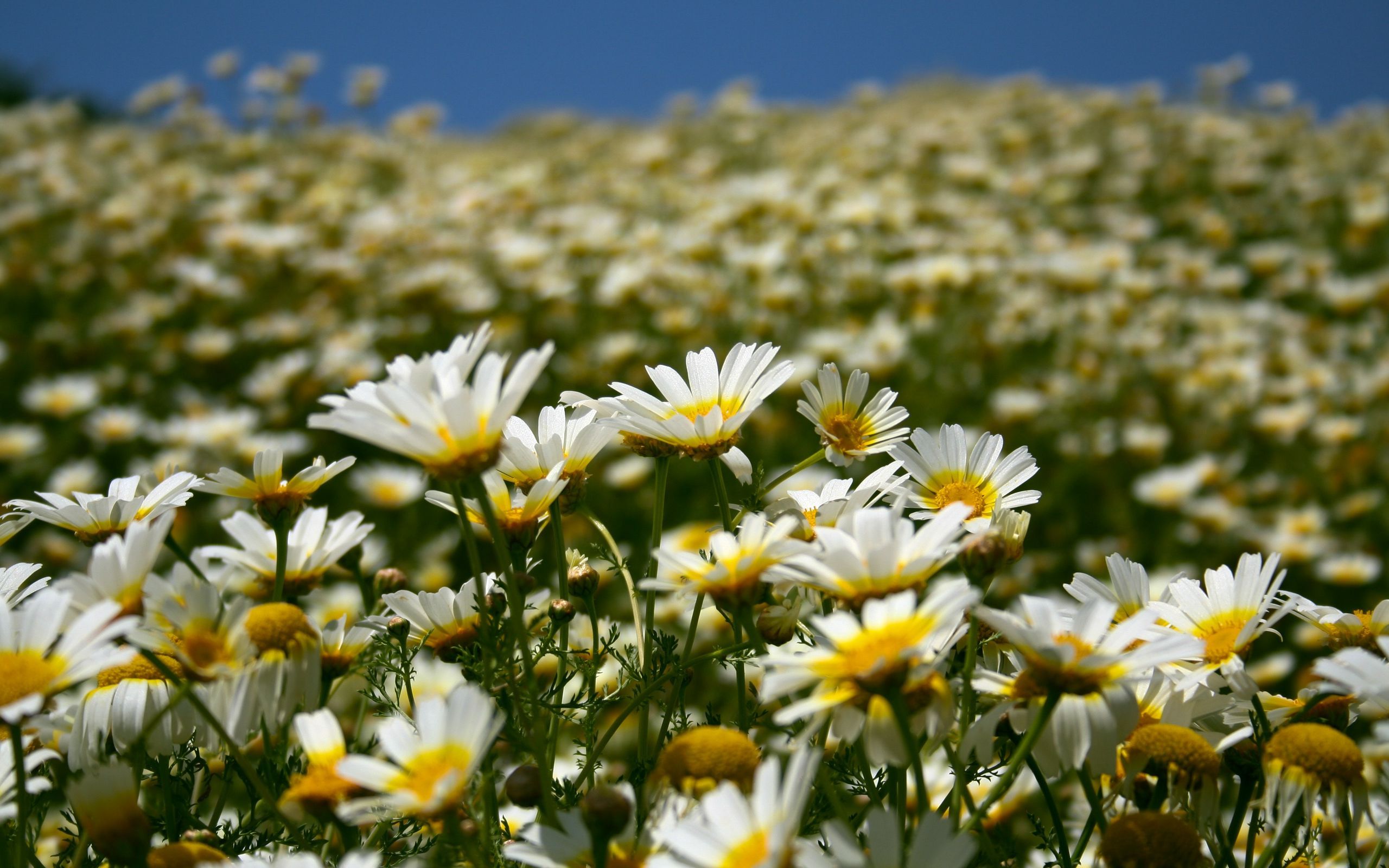 Download wallpaper 2560x1600 daisies, field, petals widescreen 16