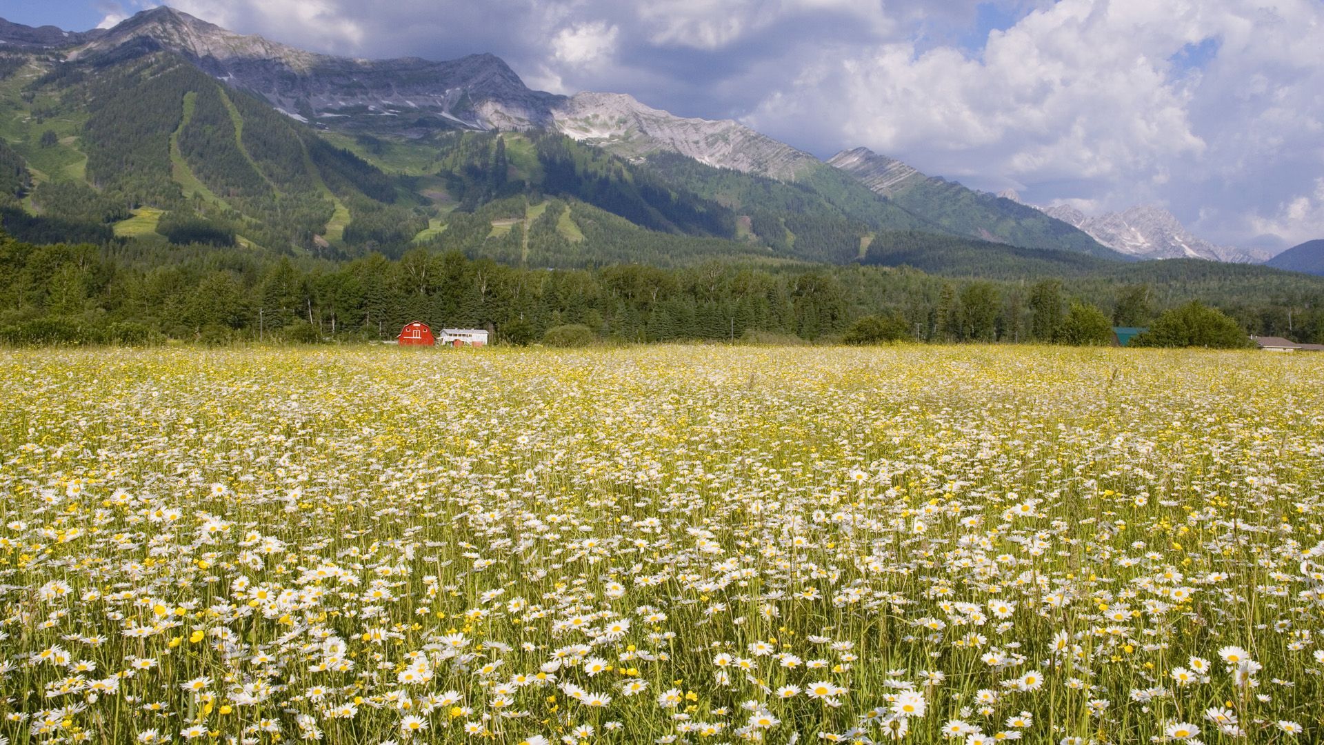 Nature: Field Of Daisies, Elk Valley, British Columbia, picture nr