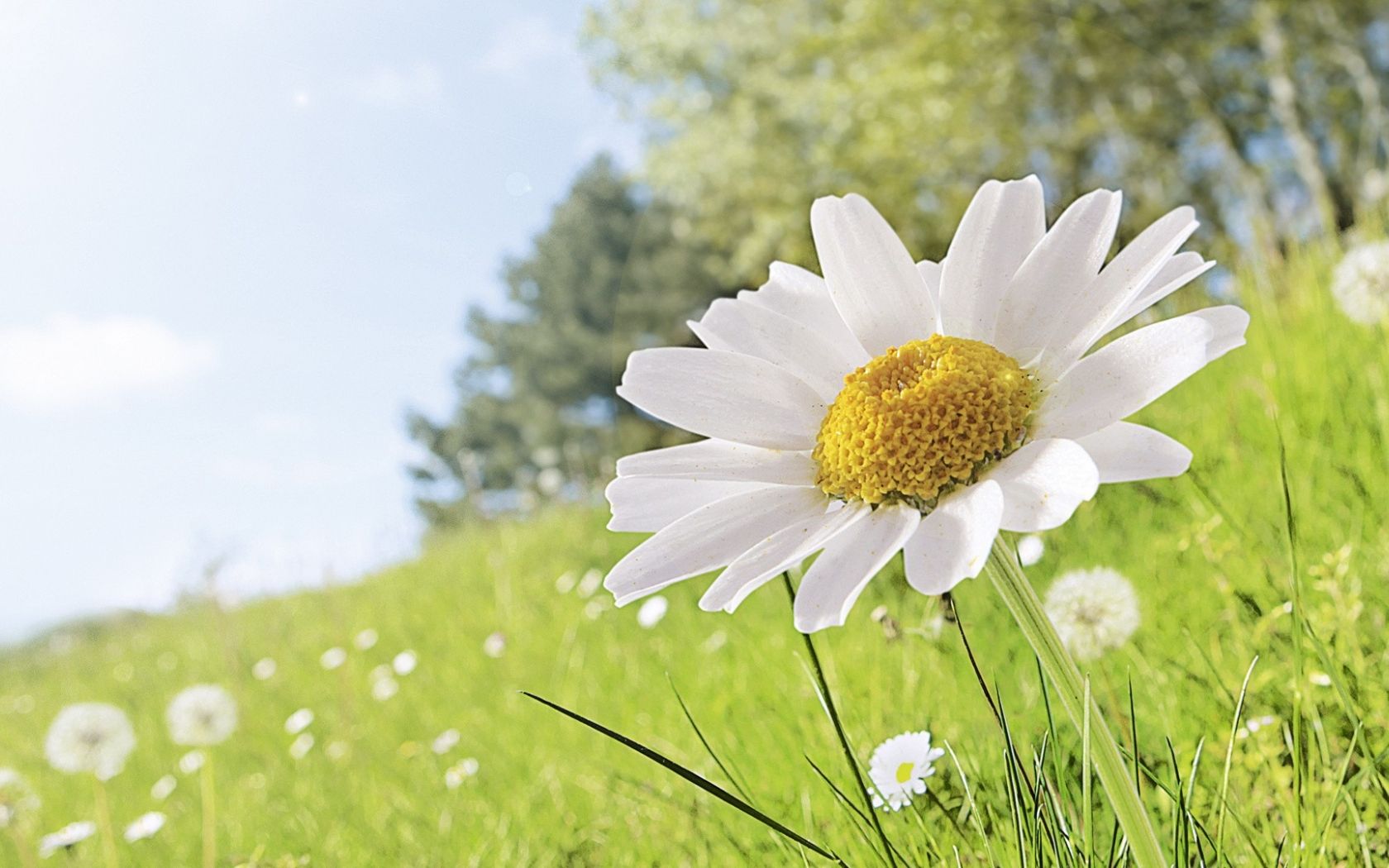 Free download Daisy field wallpaper and image wallpaper