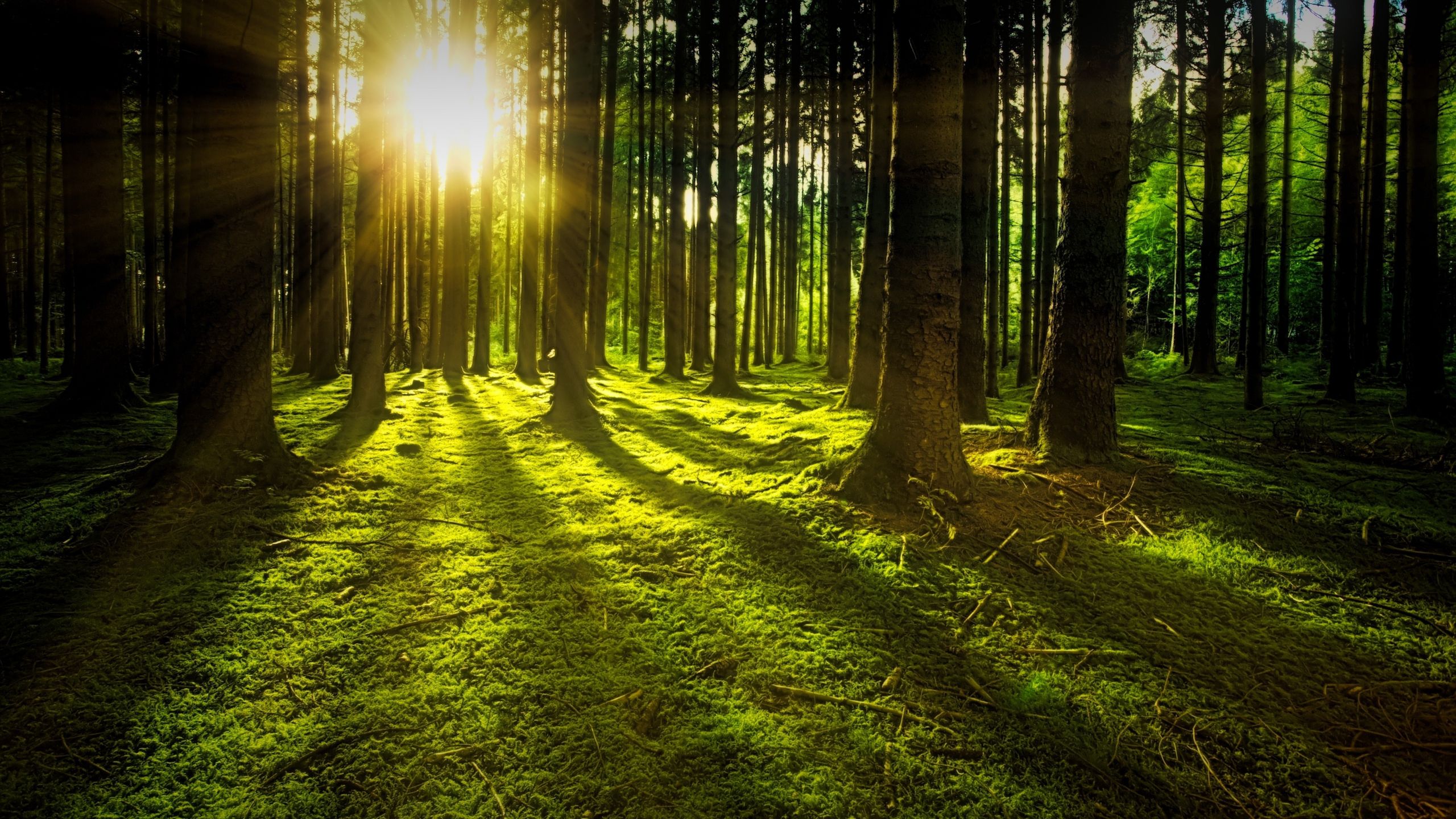 Download 2560x1440 wallpaper landscape, sunbeams, tree, forest