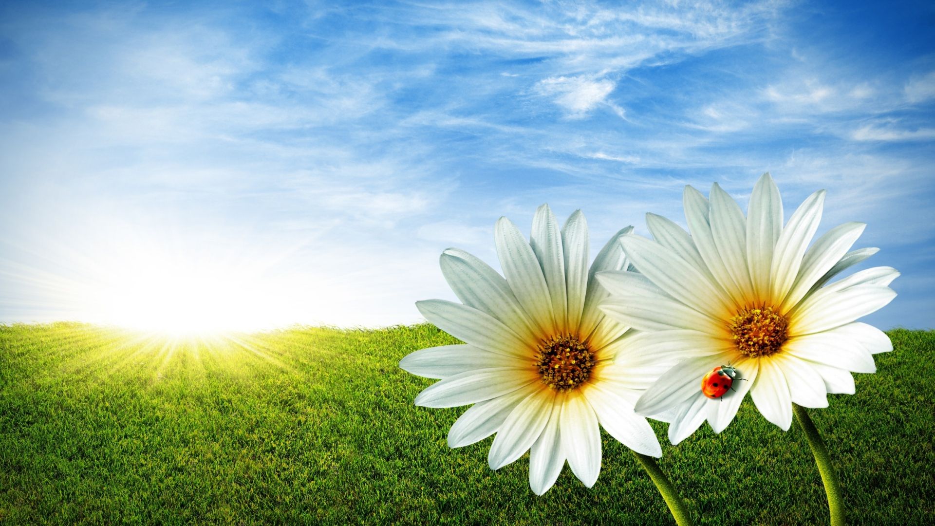 Download Wallpaper 1920x1080 daisies, flowers, field, nature
