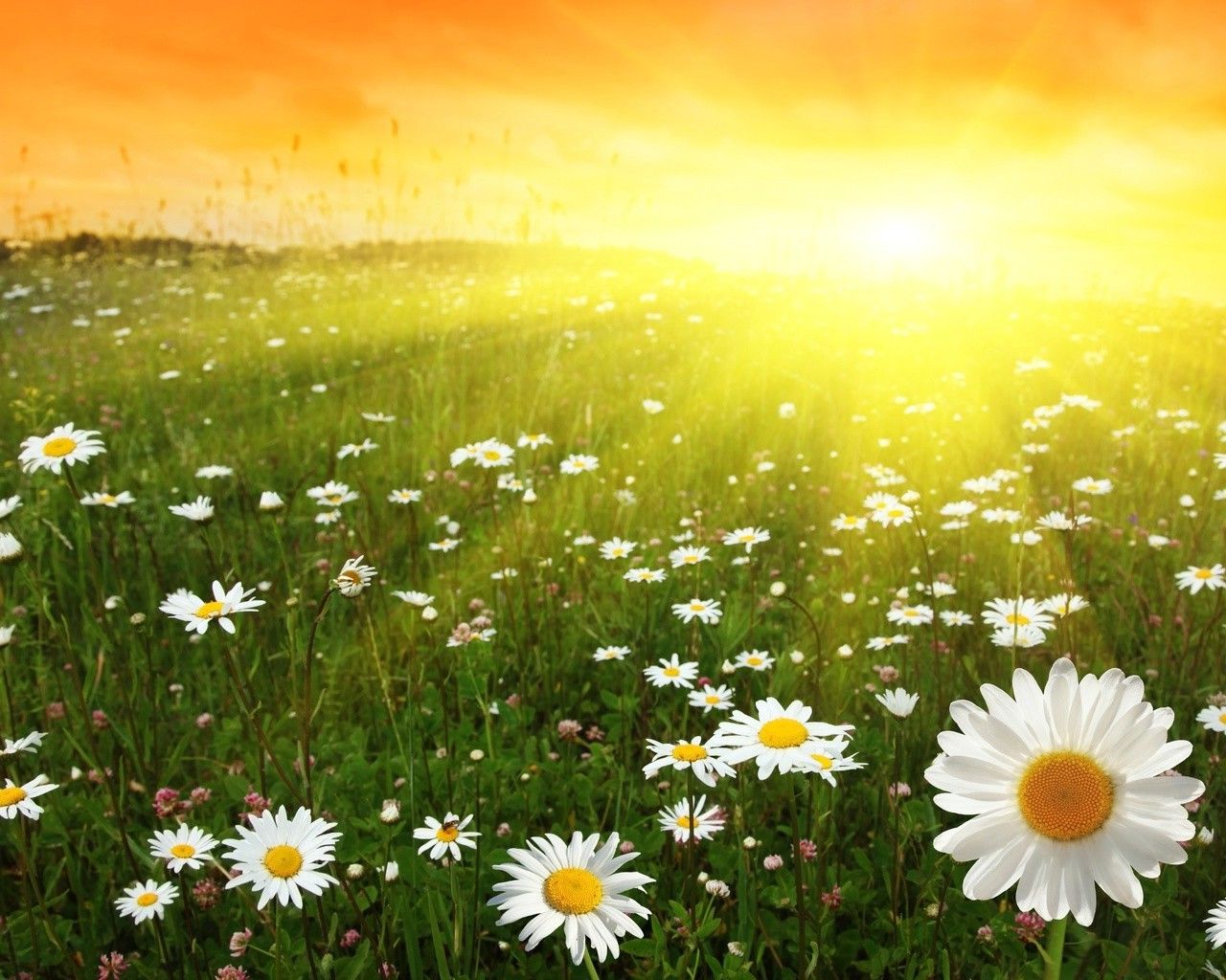 Summer, sun and a field of daisies