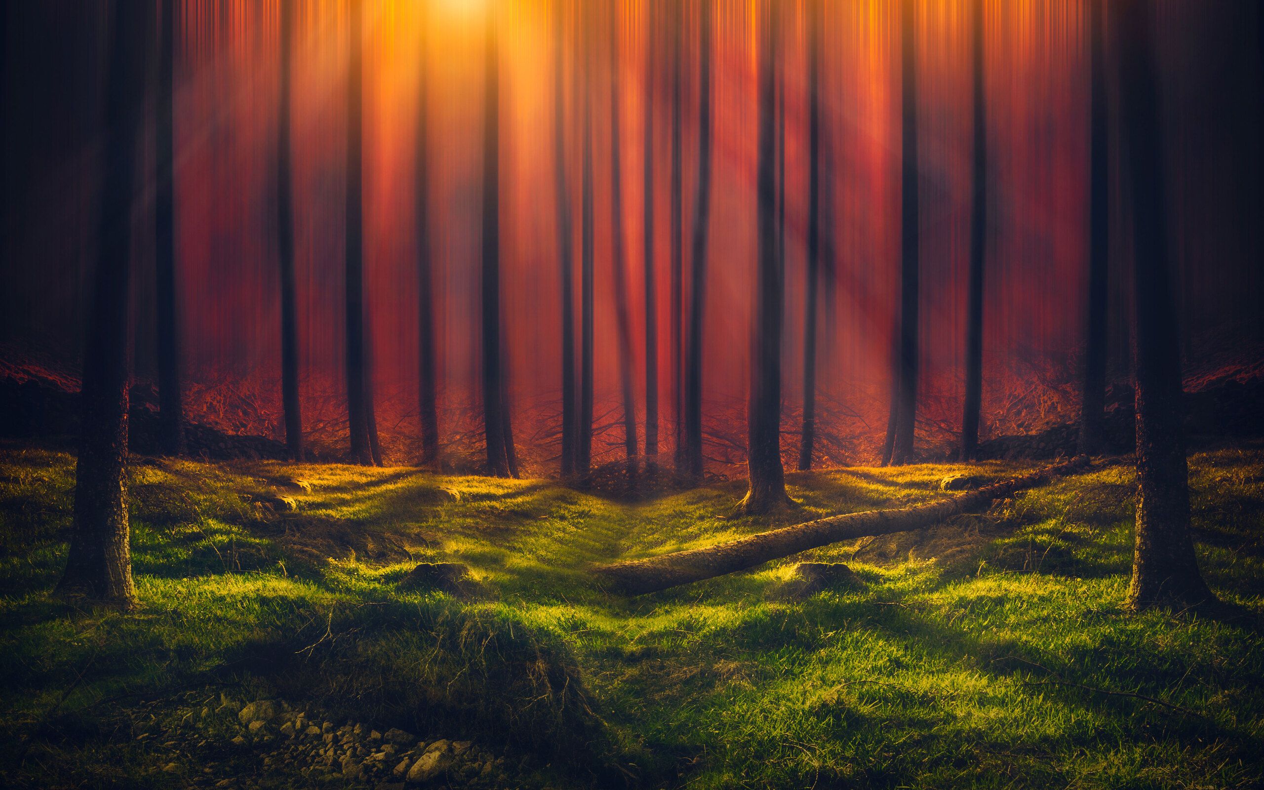 Sunbeam Forest 5k 2560x1600 Resolution HD 4k Wallpaper
