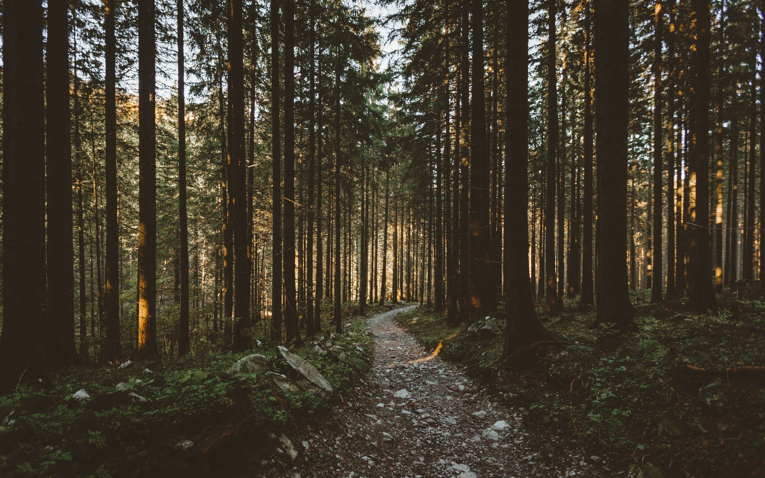 Download 2560x1600 wallpaper sunbeams, morning, forest, pathway
