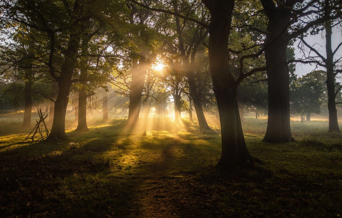 Wallpaper forest, trees, nature, landscapes, sun, fog, dawn