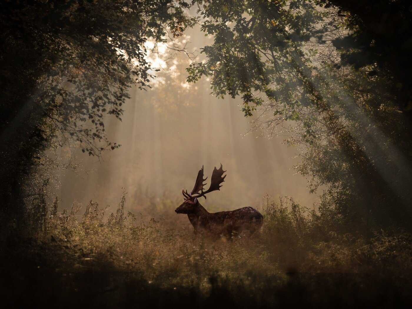 Deer Mammal Forest Sunbeams 4K 5K HD Wallpaper (1400x1050)