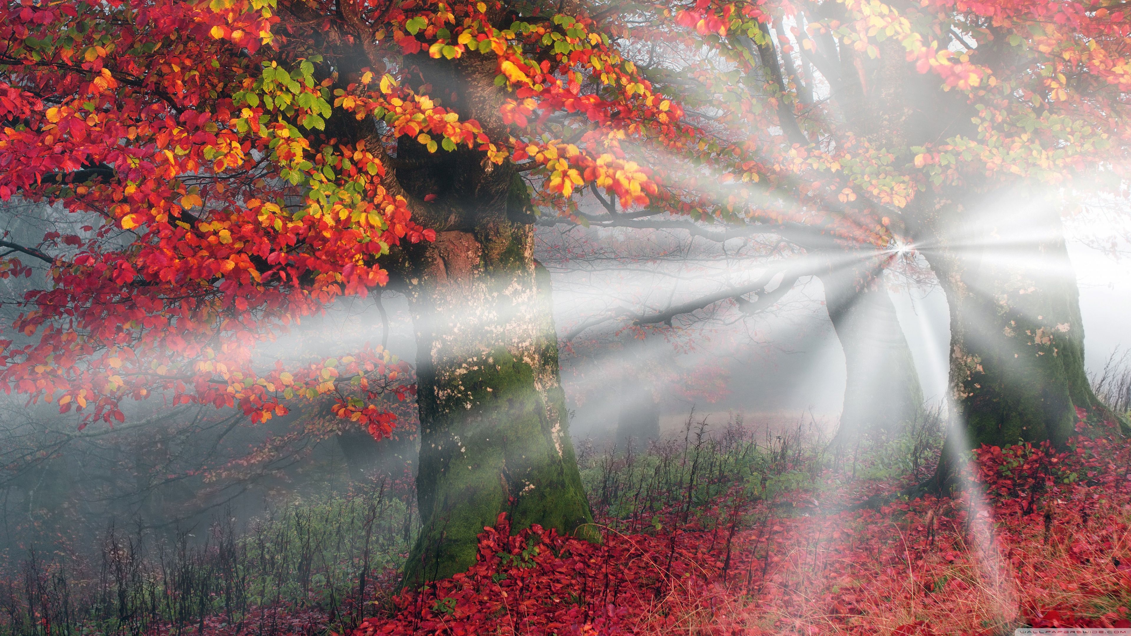 Sunbeams, Mist, Forest, Autumn Ultra HD Desktop Background