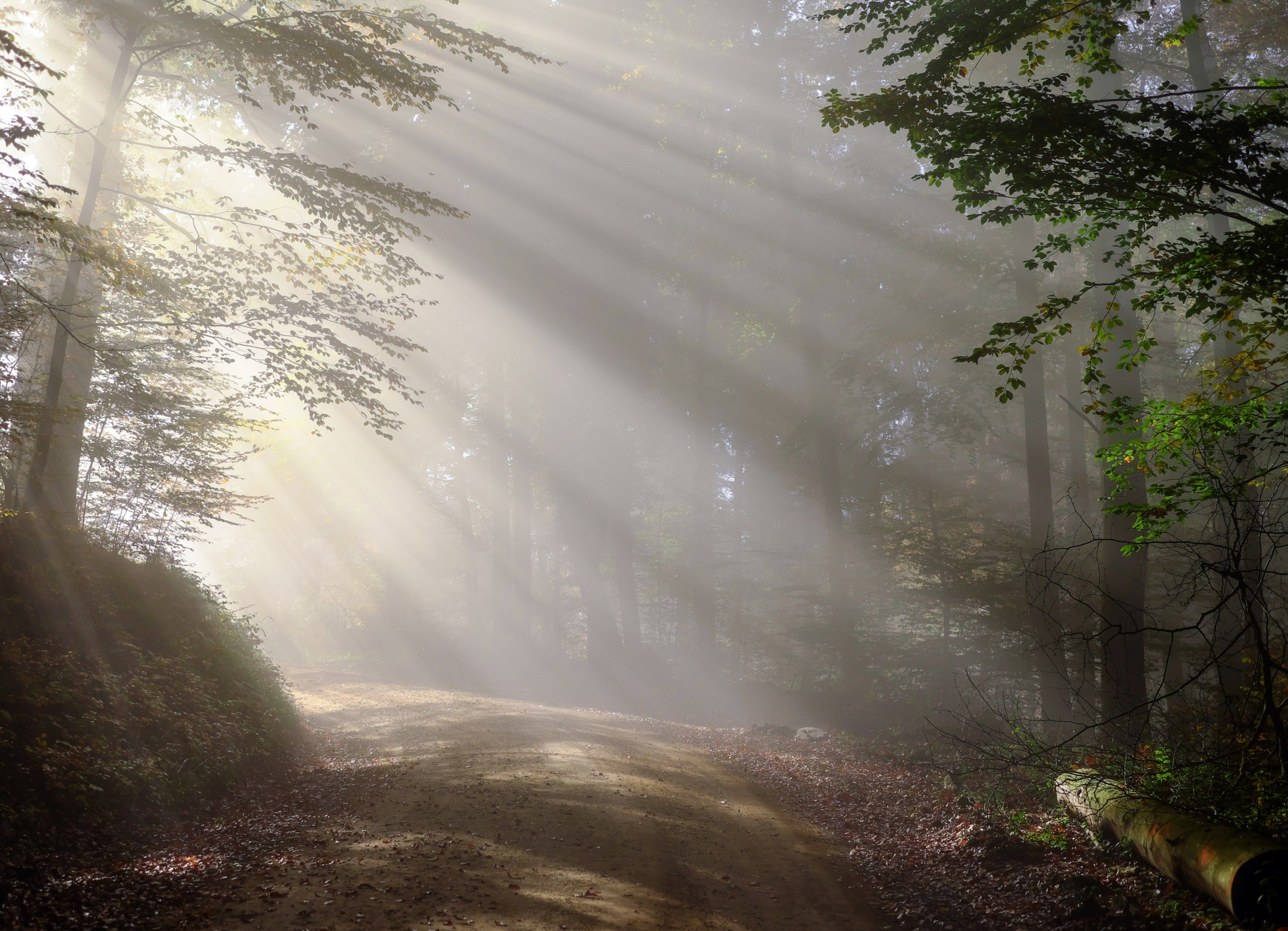 rise #morning #fog #sunbeam #forest #morgenstimmung 4k wallpaper