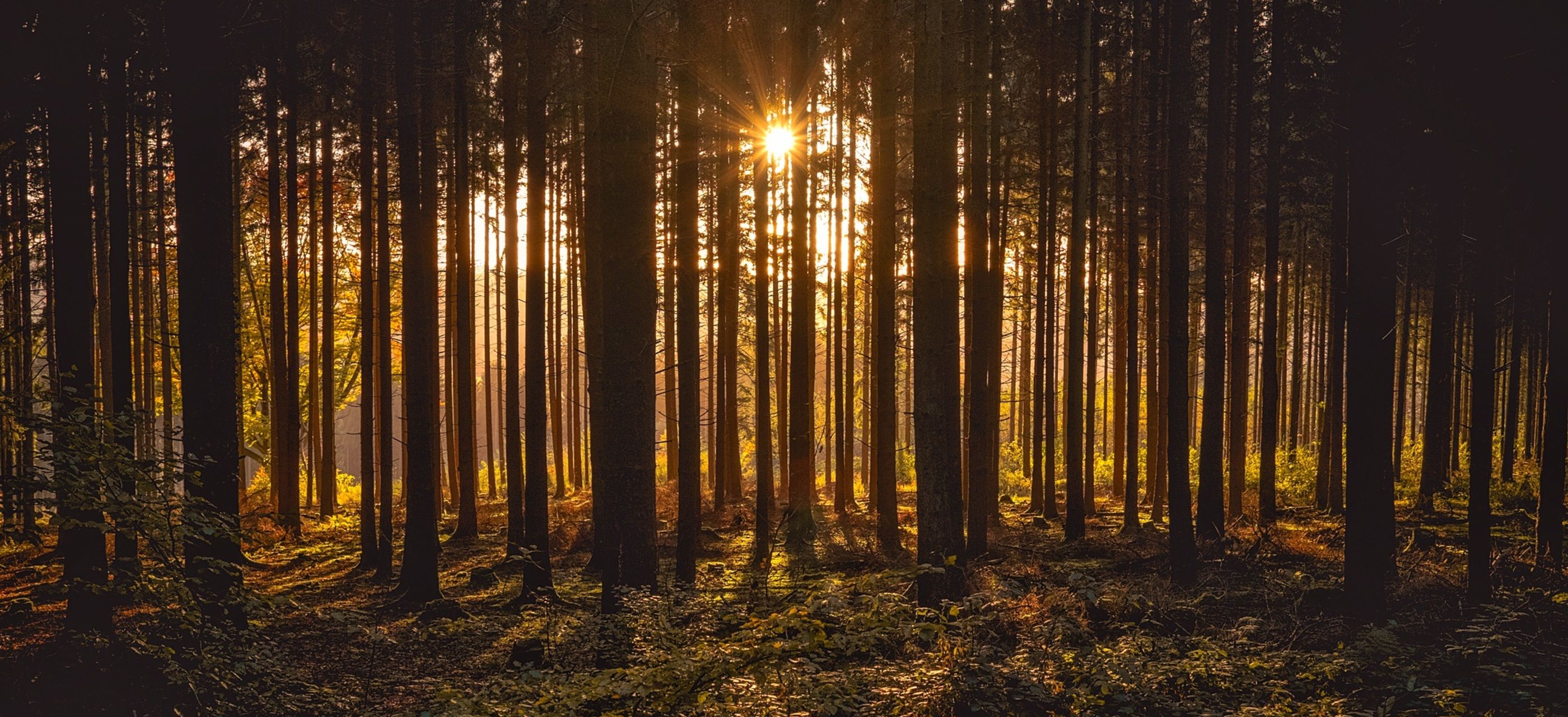 Sunbeams Between Forest Trees 2800x1280 Resolution HD 4k