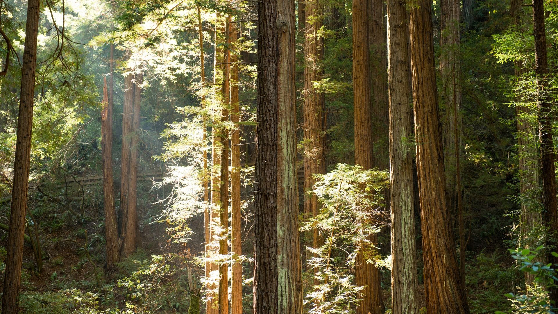Free download Yosemite Sunlight Redwood forest trees sunbeam light