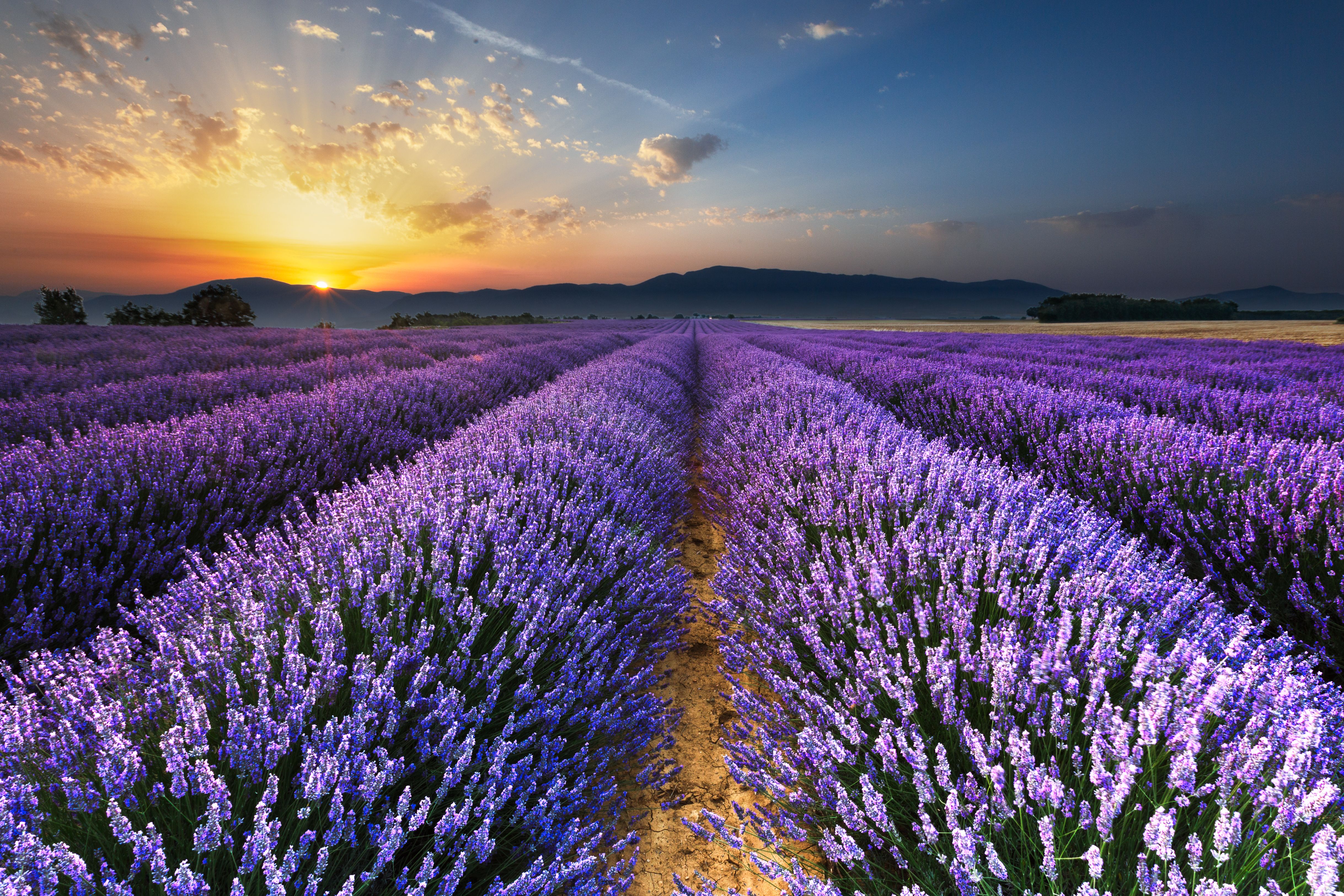 Lavender 4k Ultra HD Wallpaper. Background Imagex3249