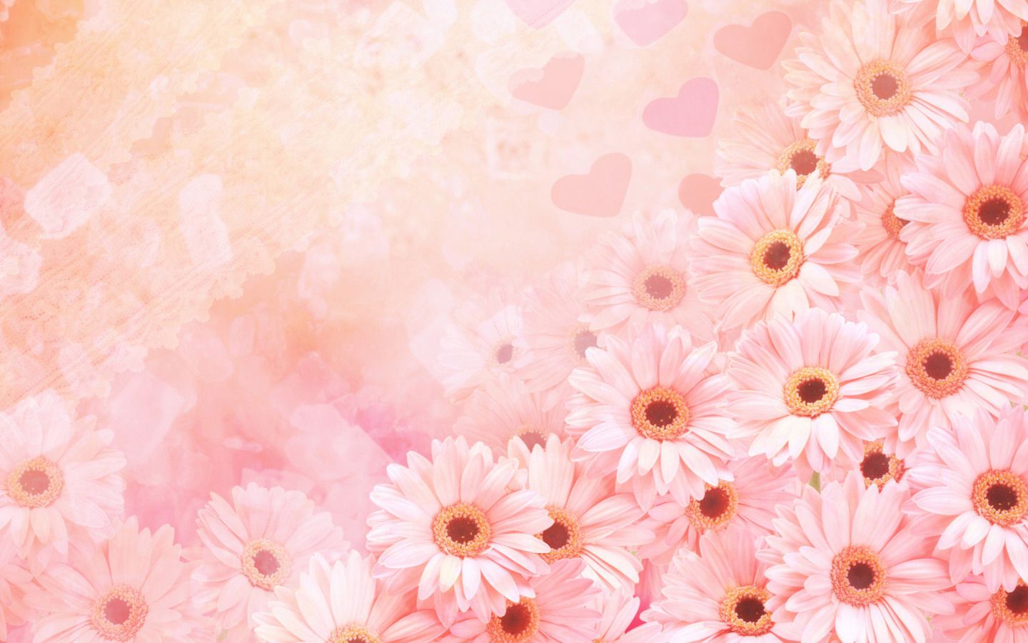 Free download Download Pink daisies and hearts 1440x900 Wallpaper [1440x900] for your Desktop, Mobile & Tablet. Explore Pink Daisy Wallpaper. Gerber Daisy Wallpaper, Gerber Daisy Wallpaper for Computers, Free