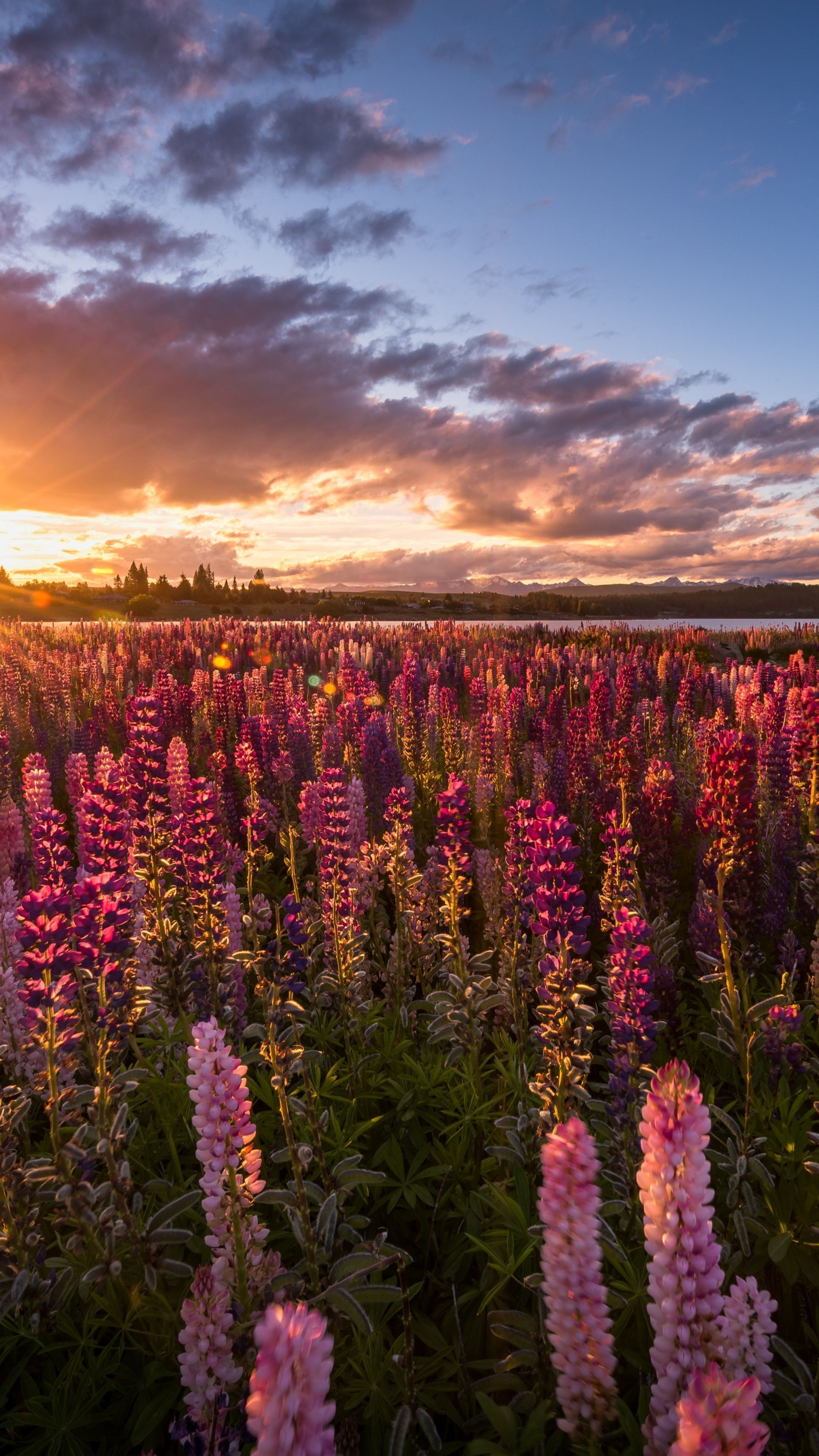 Flowers, farm, lavender, sunrise wallpaper