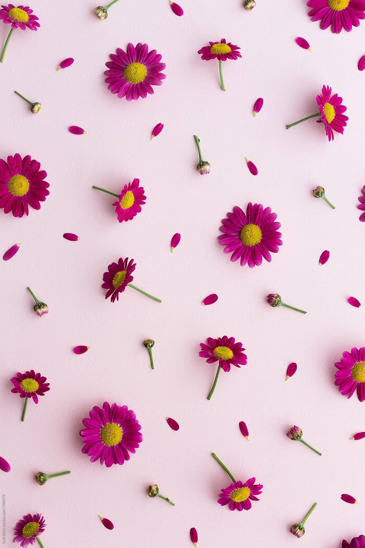 Pink Daisy Background Download This High Resolution By Ruth Black From. Papel De Parede Flores, Papel De Parede Cor De Rosa, Papel De Parede Wallpaper