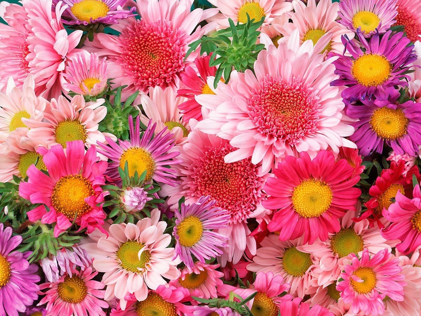Pink and Purple Daisies Wallpaper and Background Imagex1200