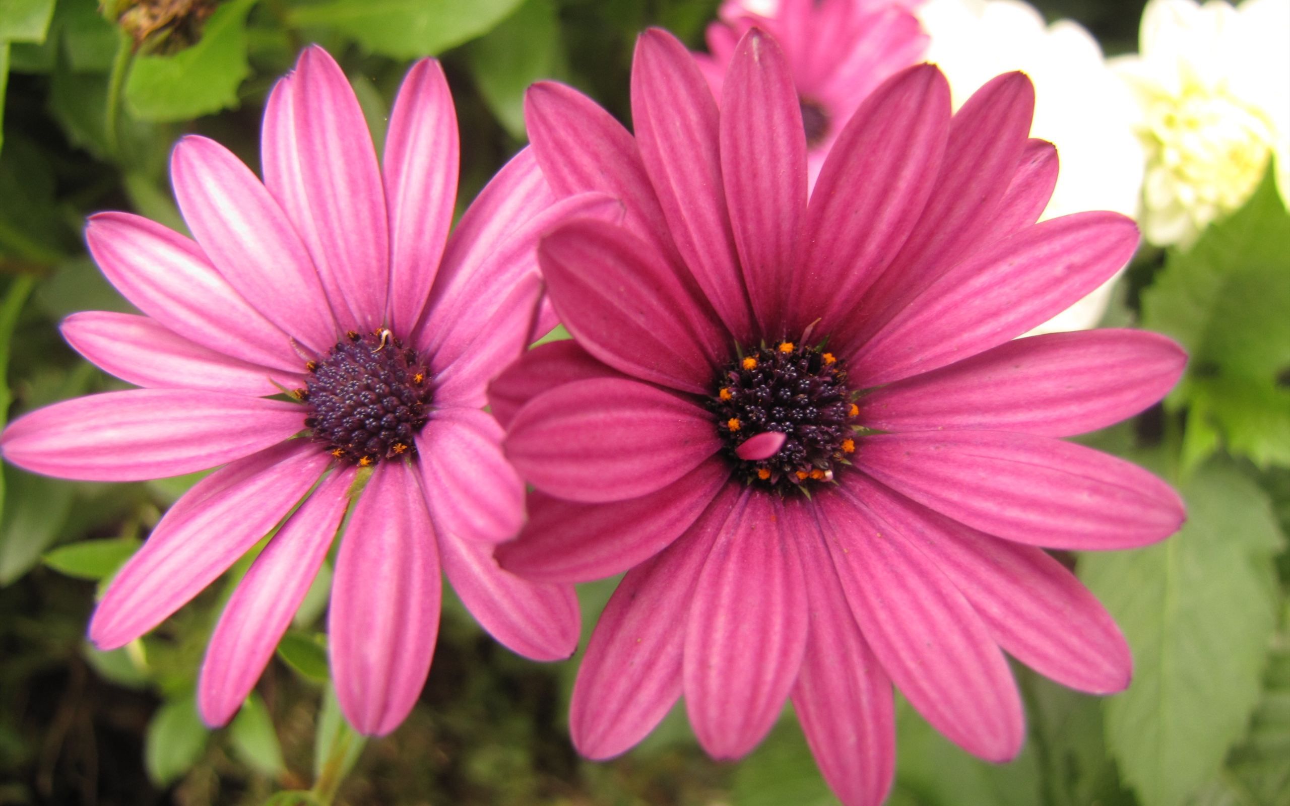 Pink Daisies HD Wallpaper. Background Imagex1600
