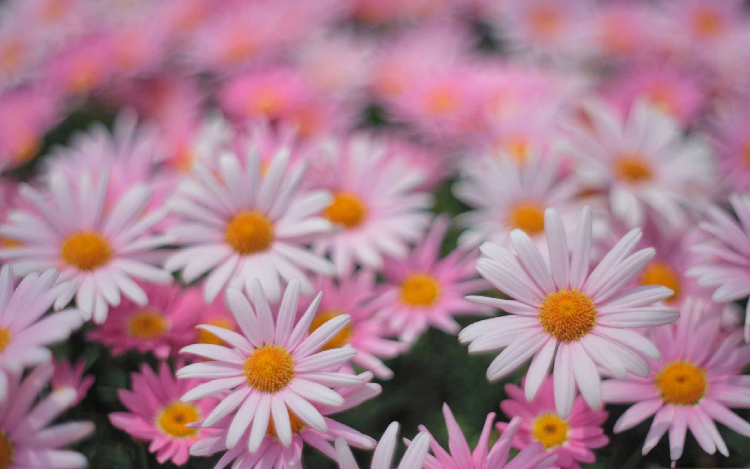 Download Pink Daisies Wallpapers - Wallpaper Cave