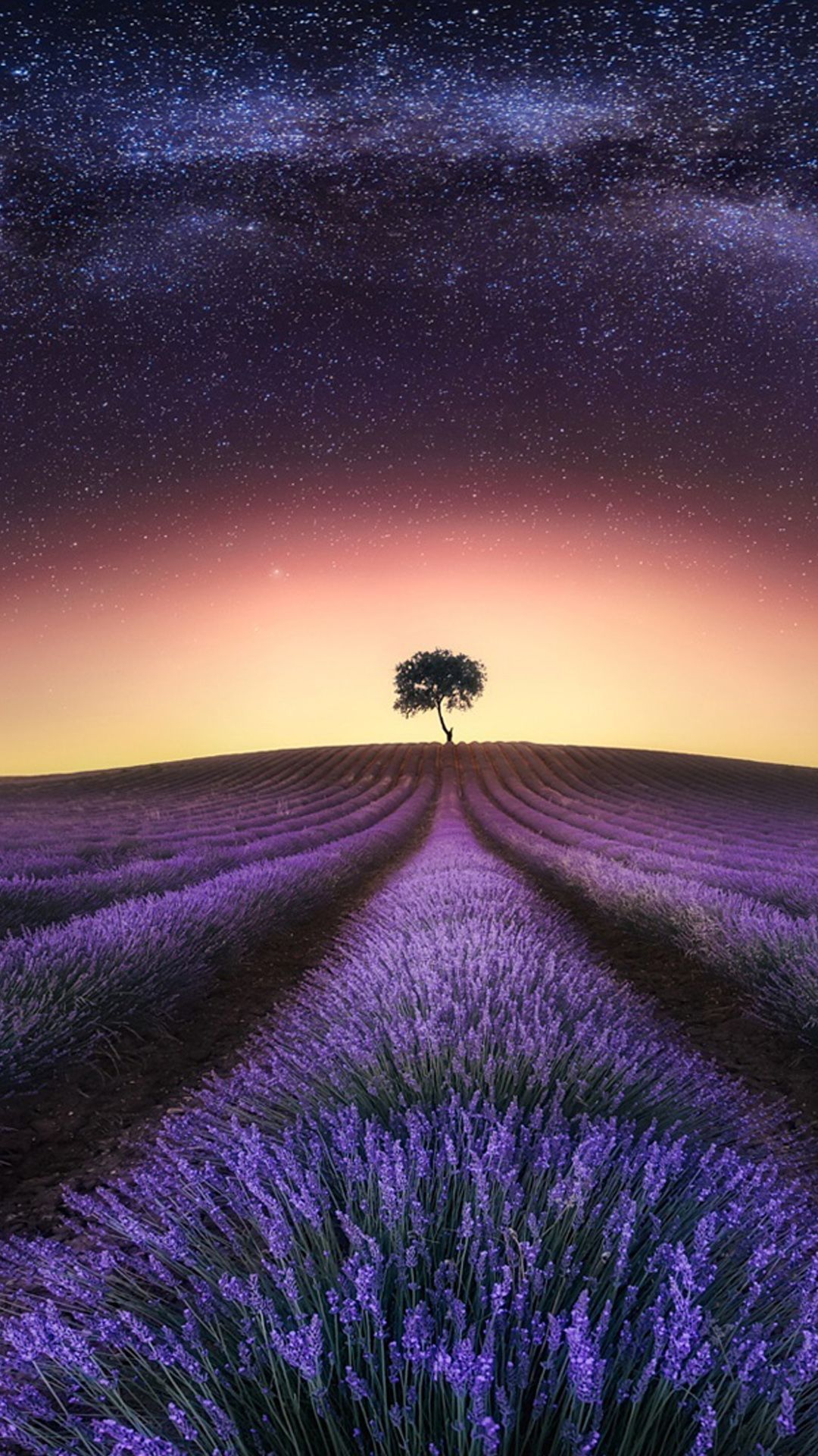 Lavender Field At Starry Night Wallpapers - Wallpaper Cave