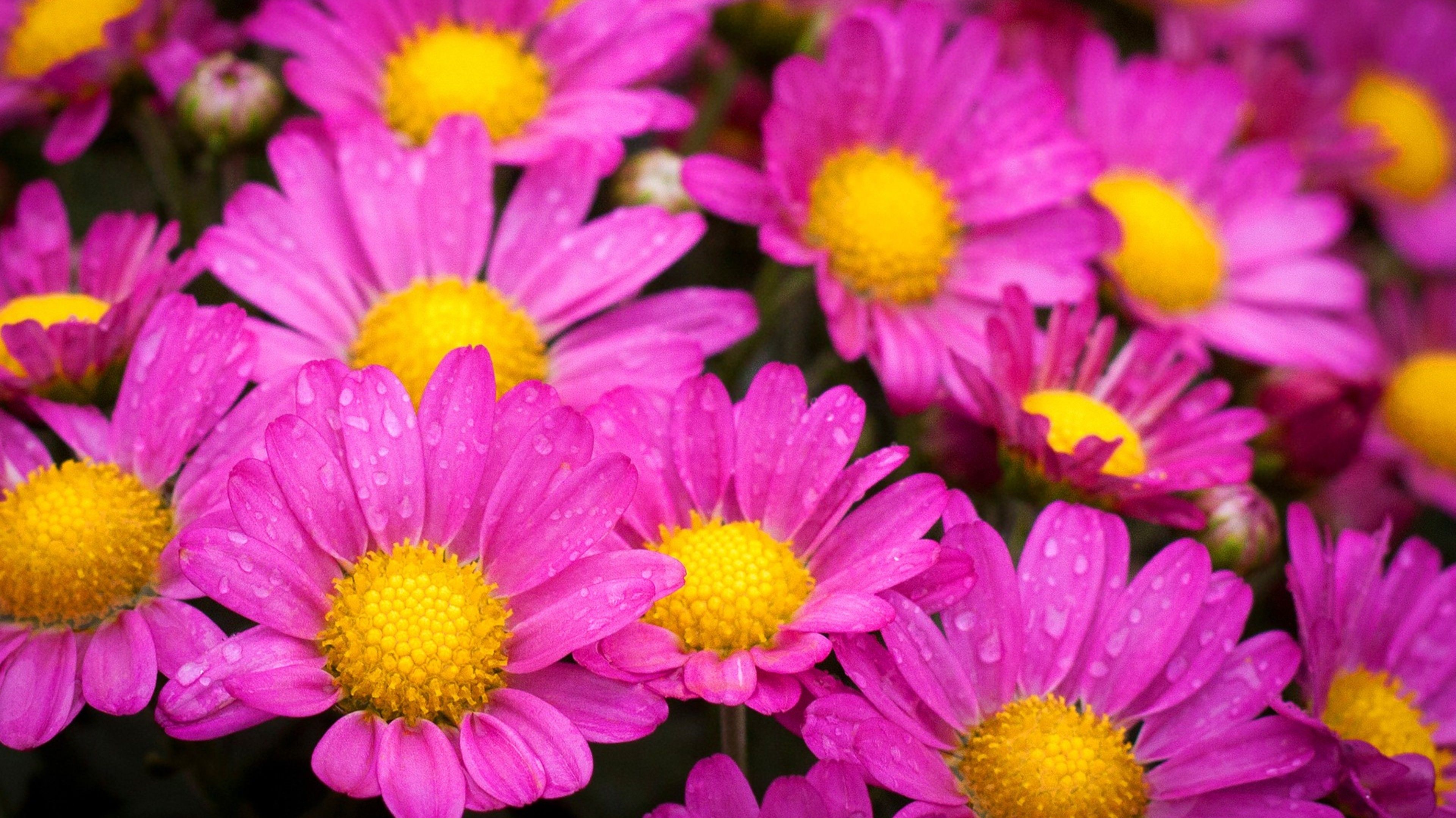 Water Drops On Pink Daisies, HD Flowers, 4k Wallpaper, Image, Background, Photo and Picture