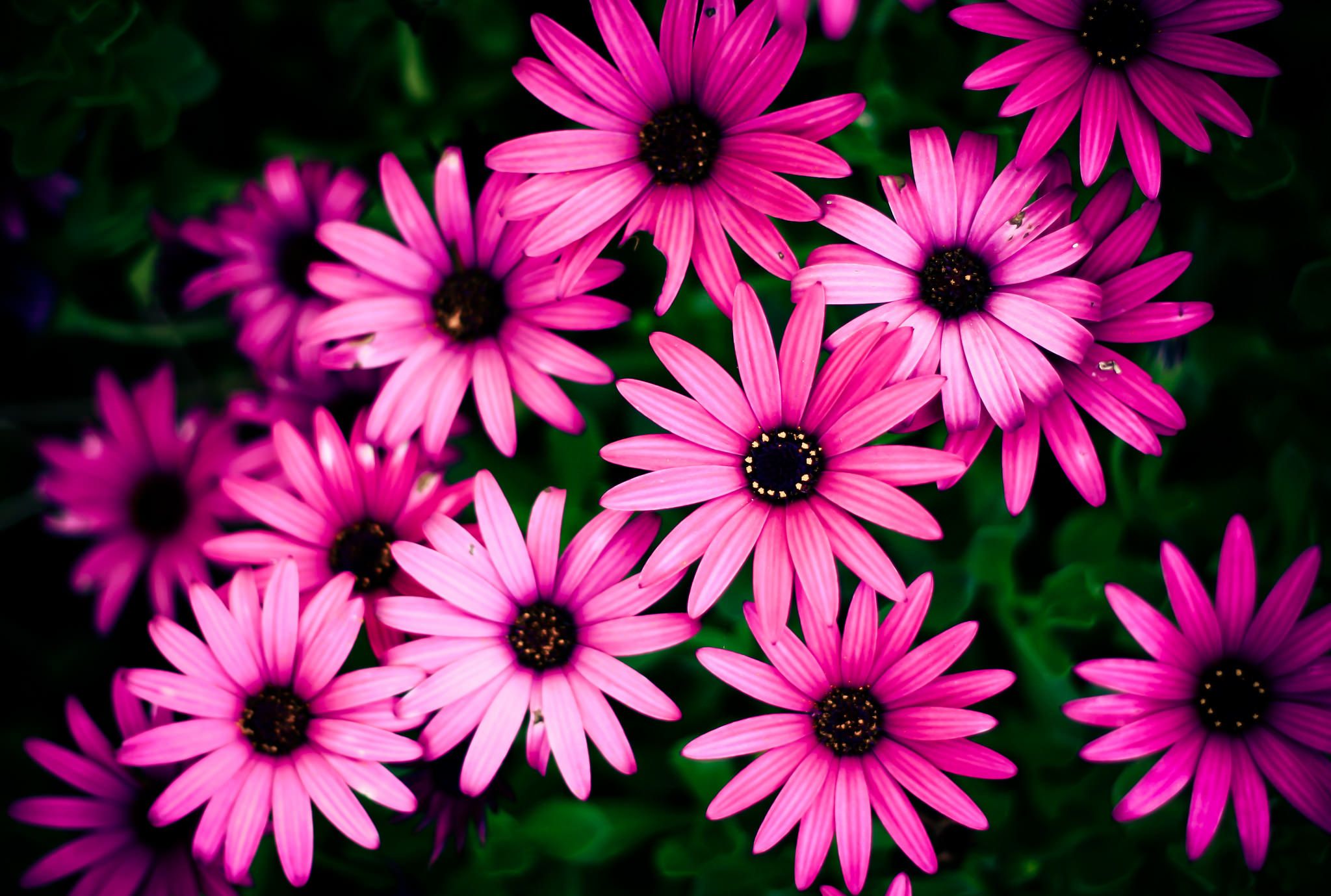 Daisy Background, Wallpaper, Image, Picture. Design Trends PSD, Vector Downloads