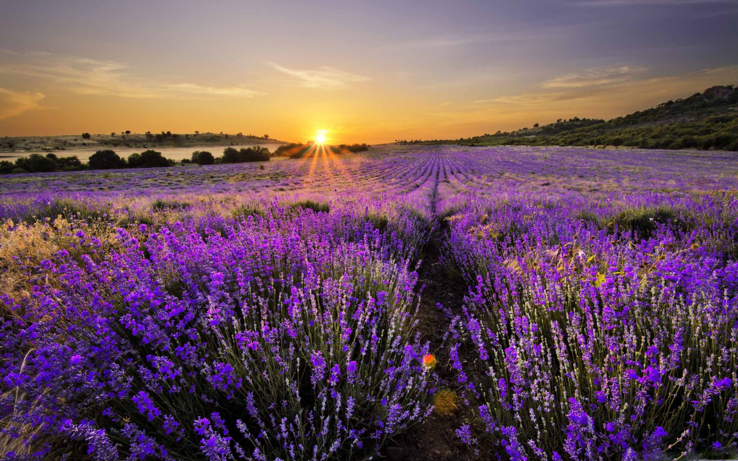 Lavender At Sunrise Wallpapers - Wallpaper Cave