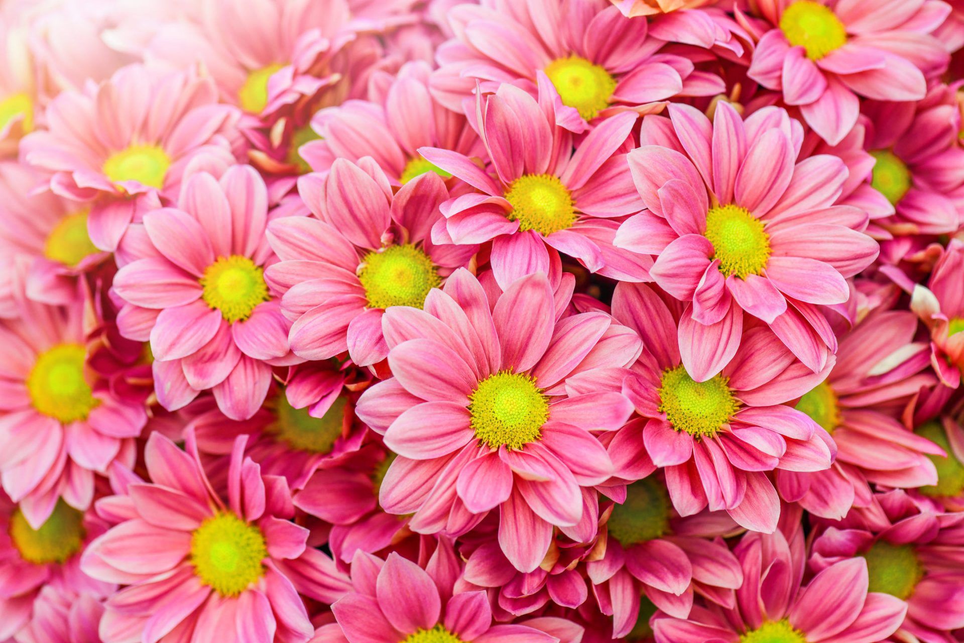 Pink Daisies Wallpapers - Wallpaper Cave