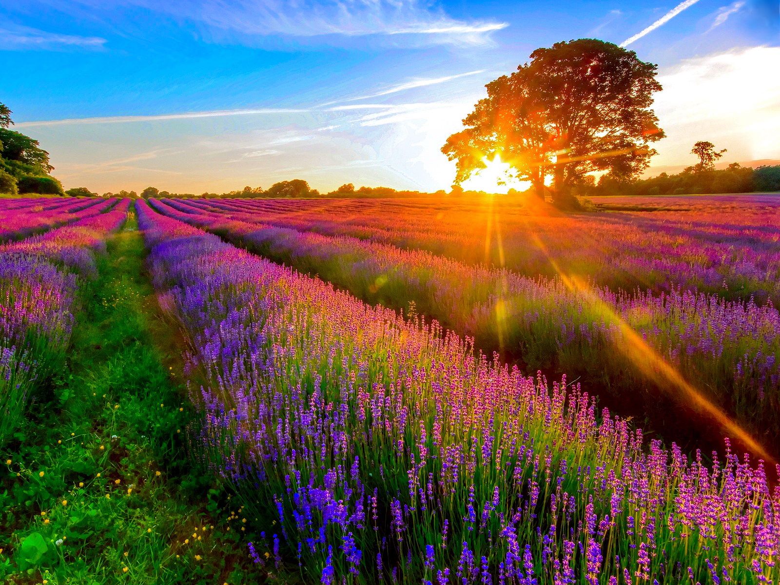 Lavender At Sunrise Wallpapers - Wallpaper Cave