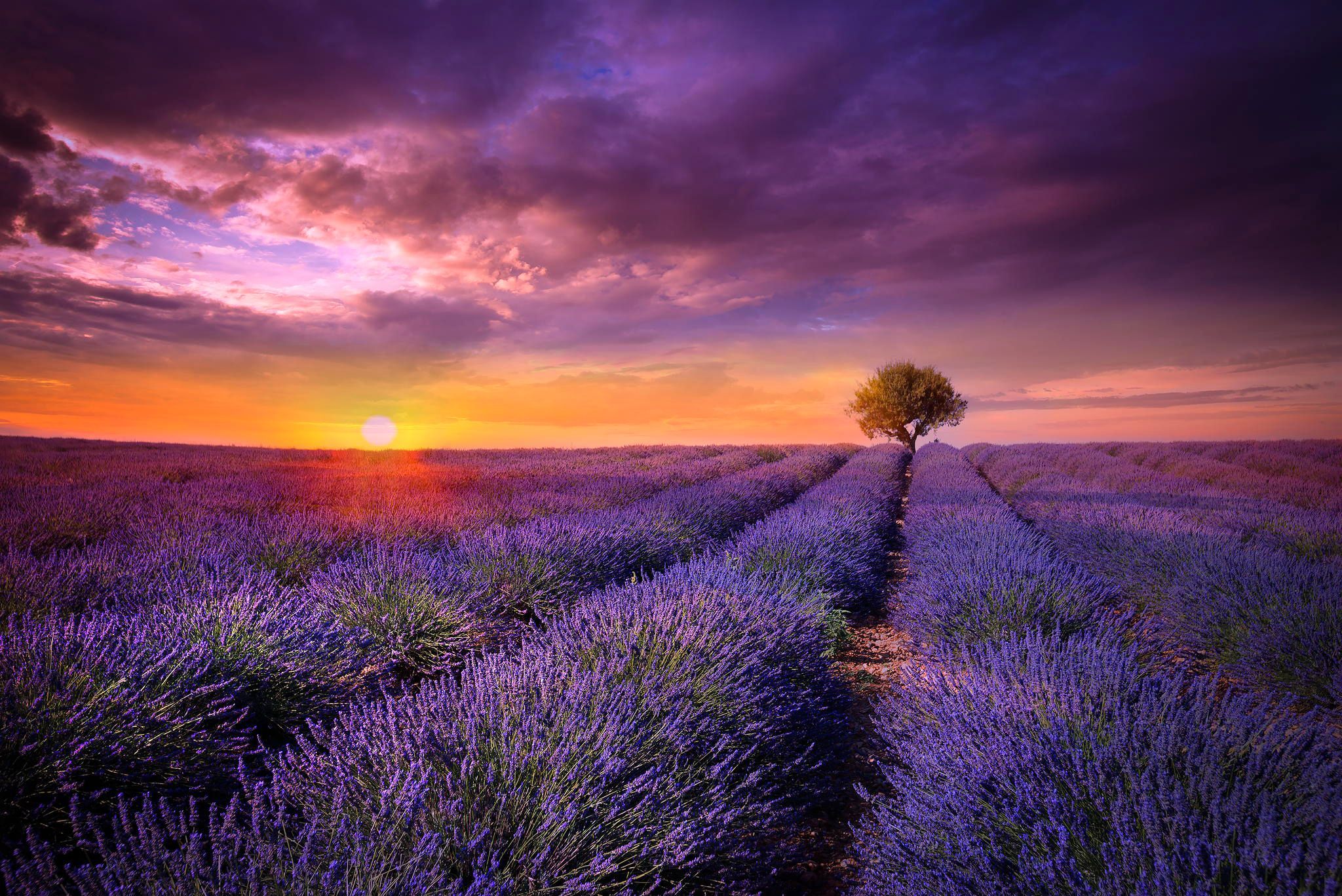 Lavender At Sunrise Wallpapers Wallpaper Cave