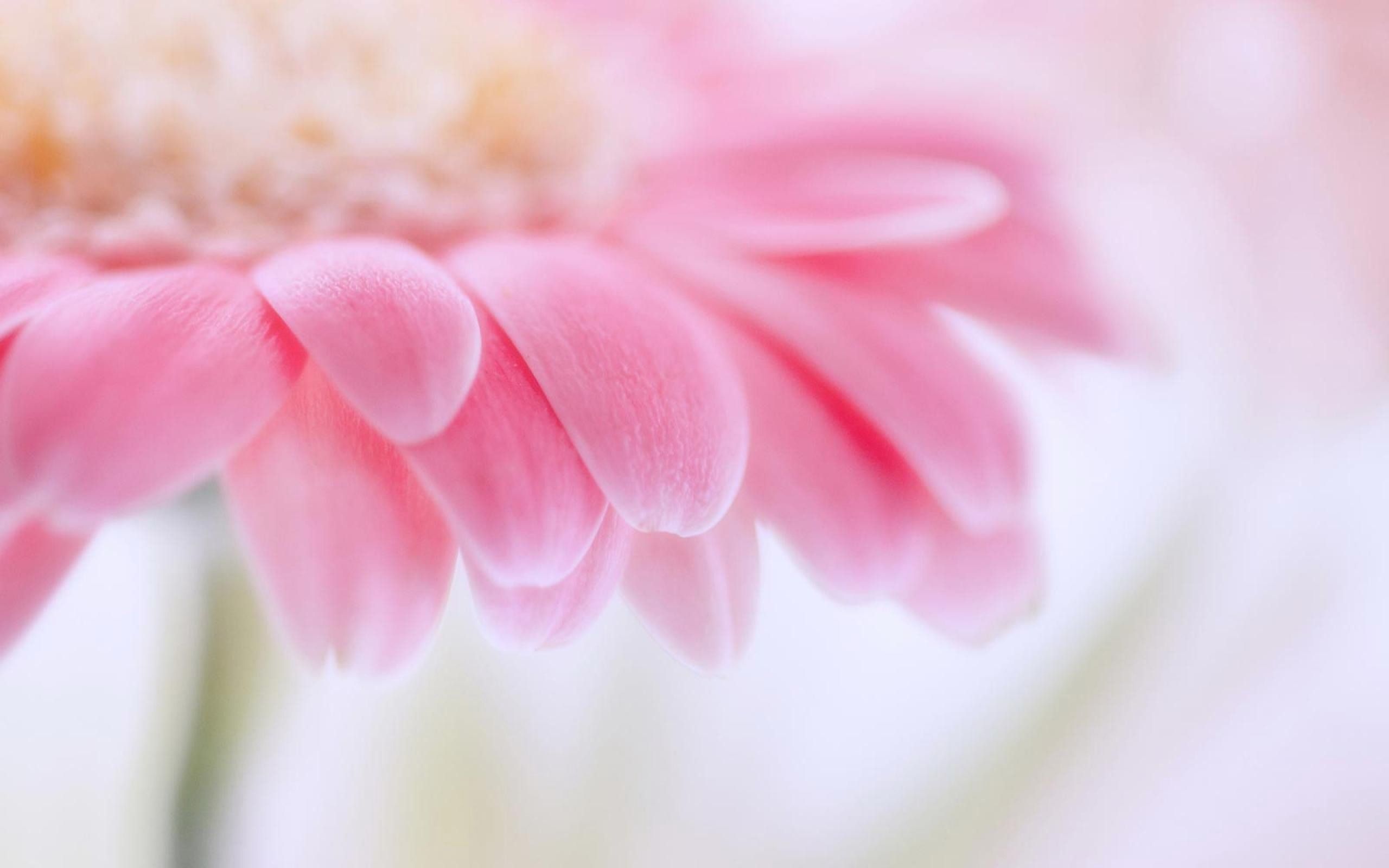 Pink Gerbera Daisy