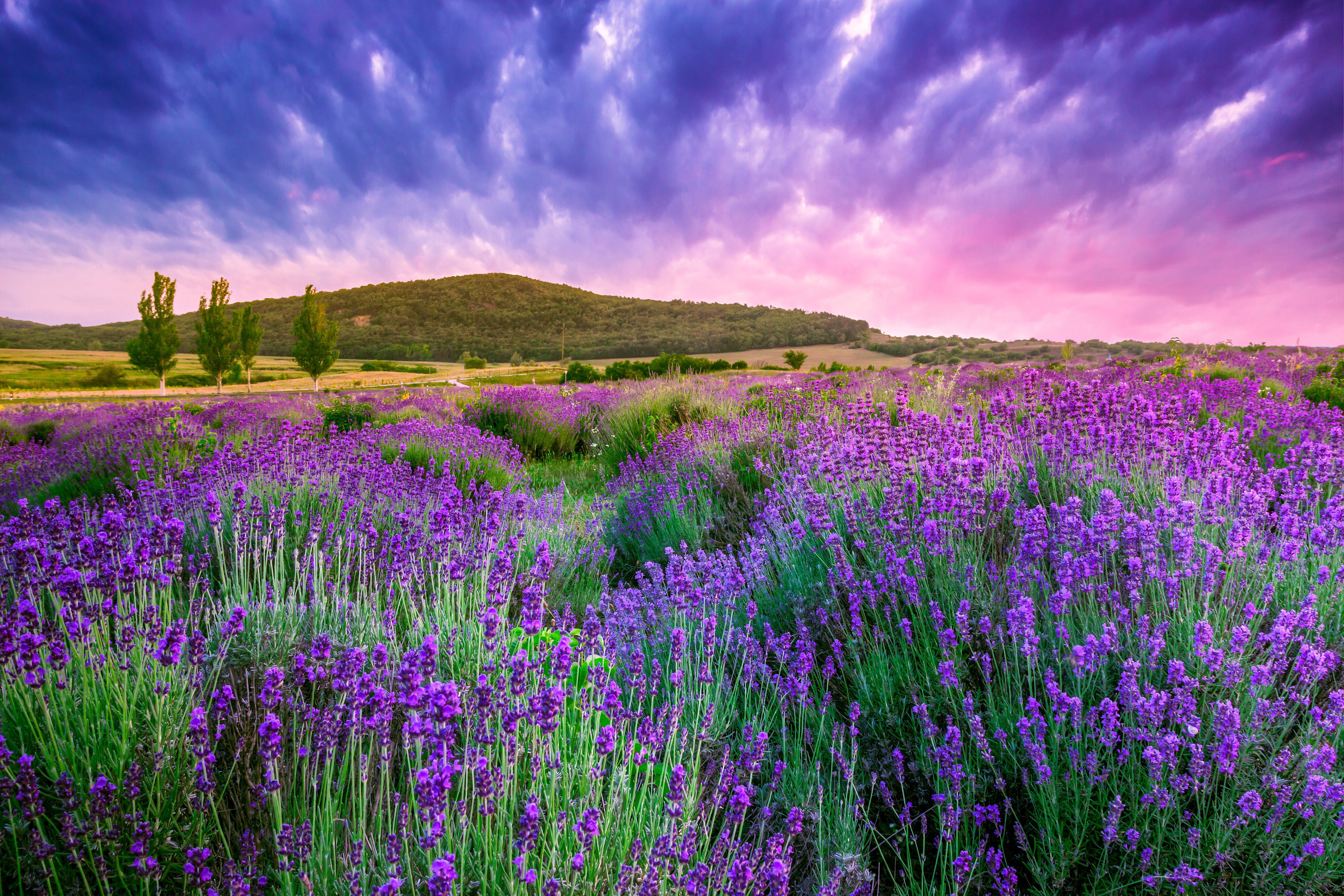 Flowers lavender sunrise landscape wallpaperx3168