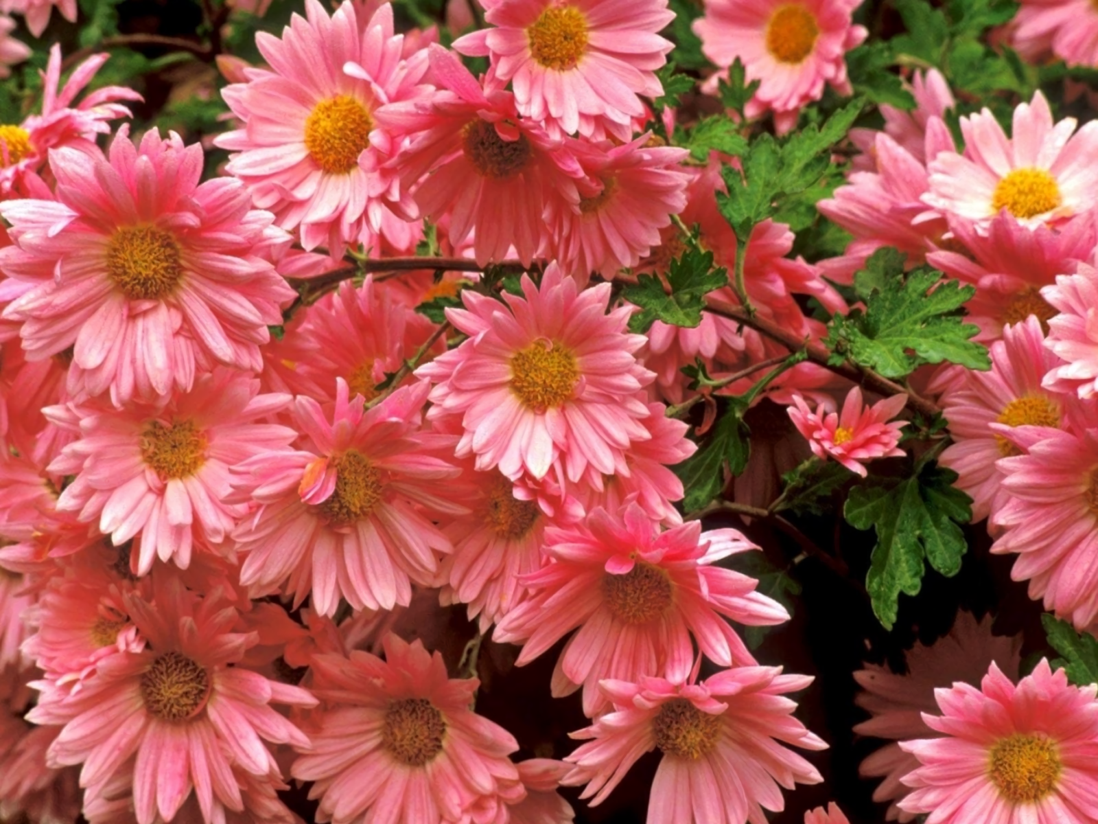 Pink Daisies Wallpaper and Background Imagex1200