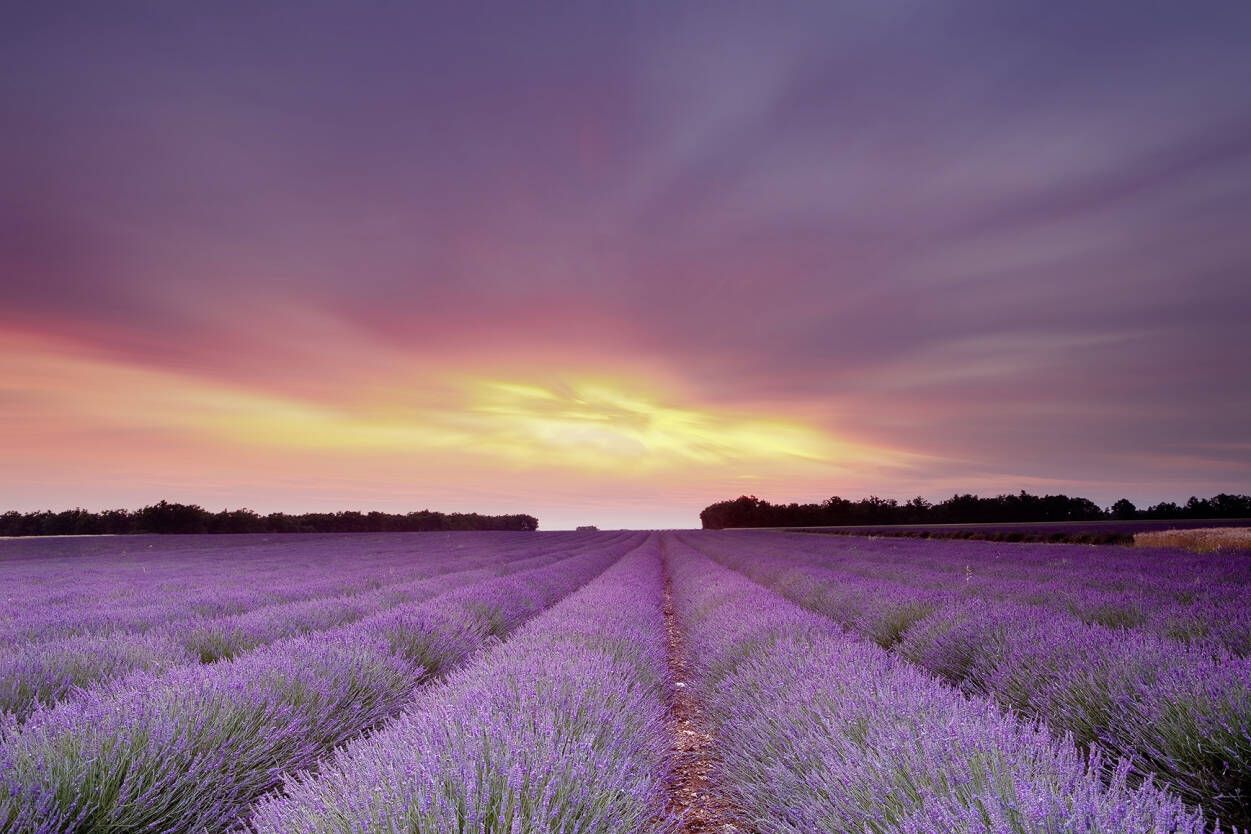 Livingwalls Photo wallpaper «Lavender Field AS» 470300