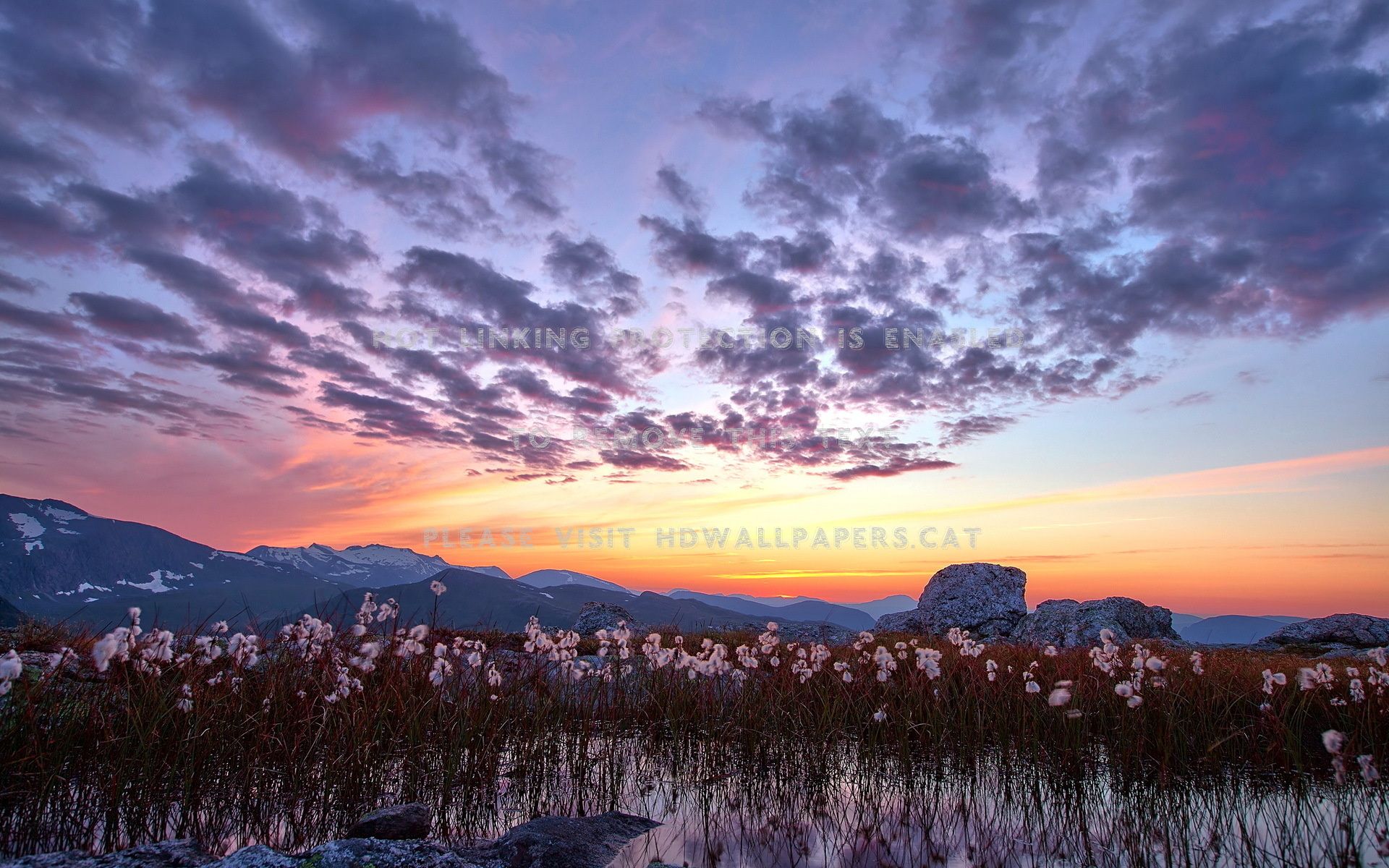 lavender sky in winter landscape cotton