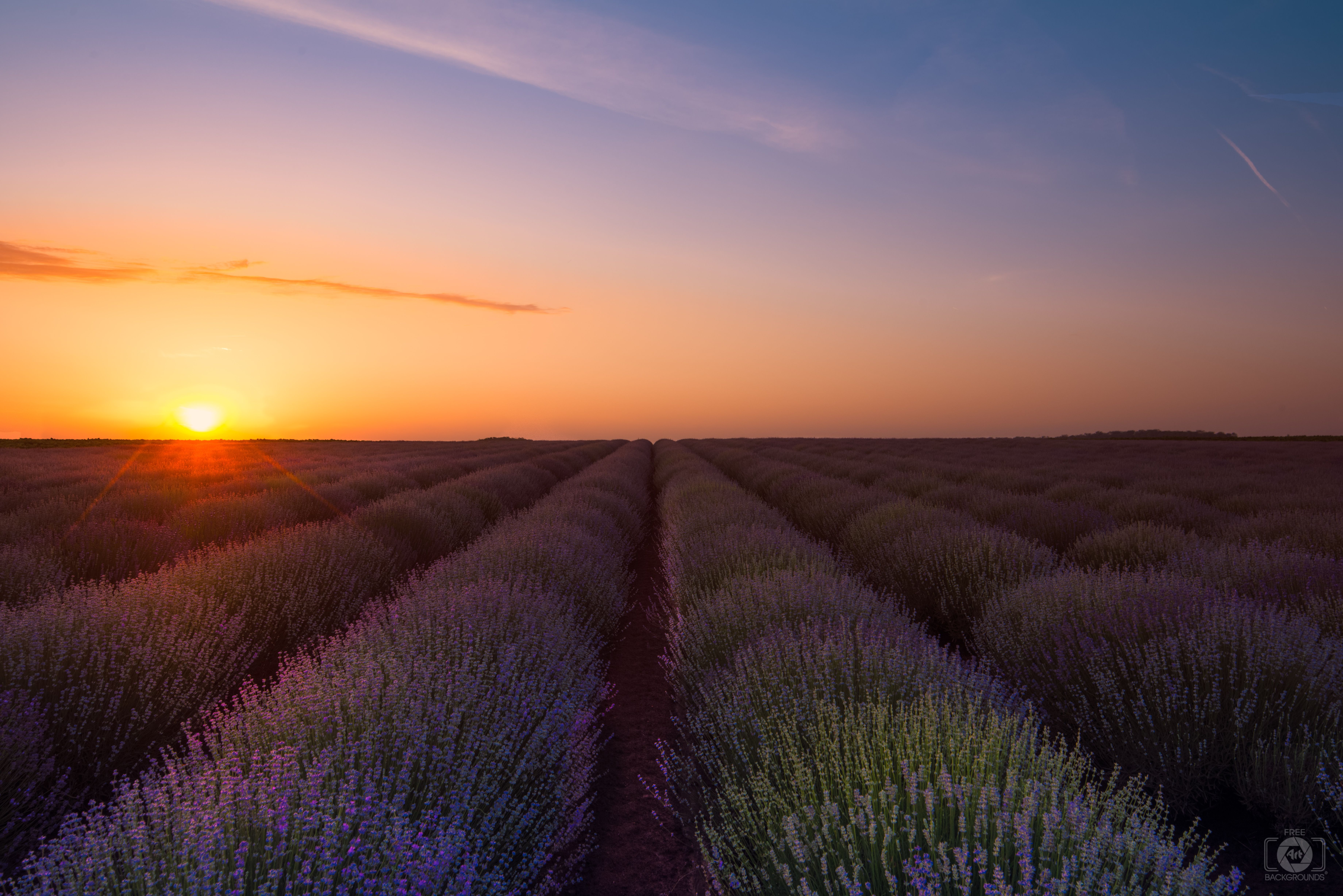 Lavender Field At Sunrise Background Quality Free Background