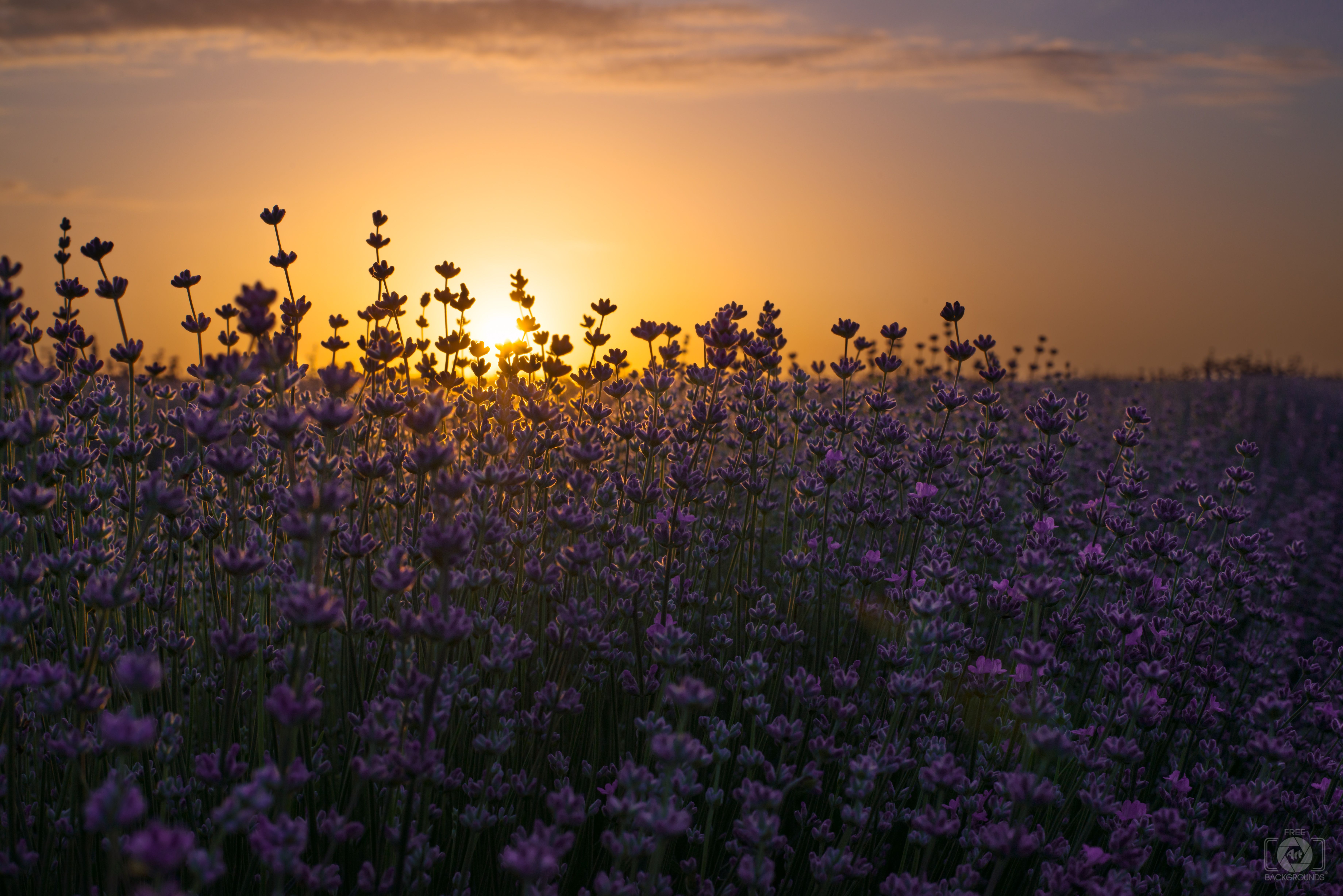 Lavender Sunrise Background Quality Free Background