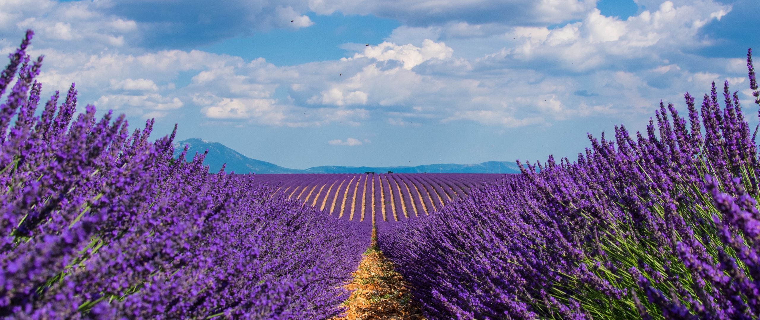 Download wallpaper 2560x1080 lavender, field, sky, bloom dual wide