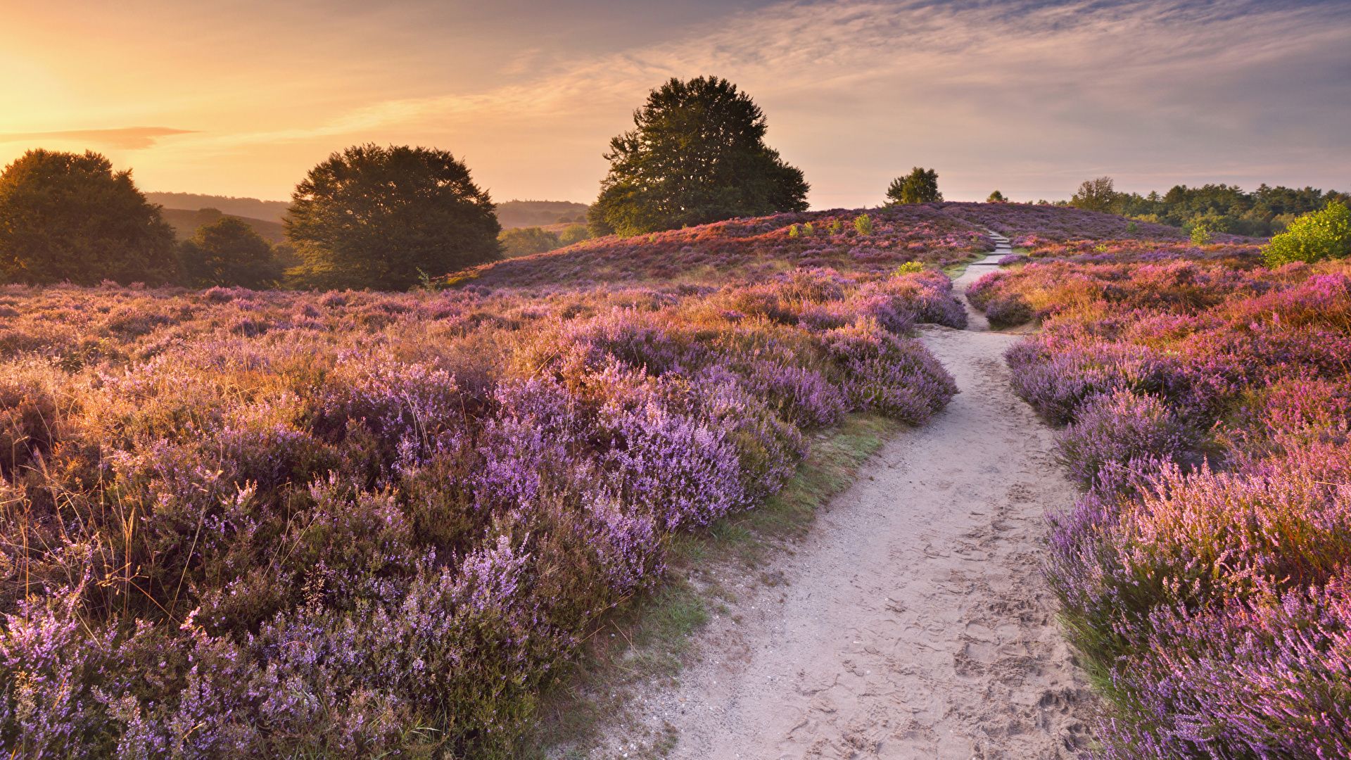image Netherlands Trail Nature Fields Lavandula Sunrises 1920x1080