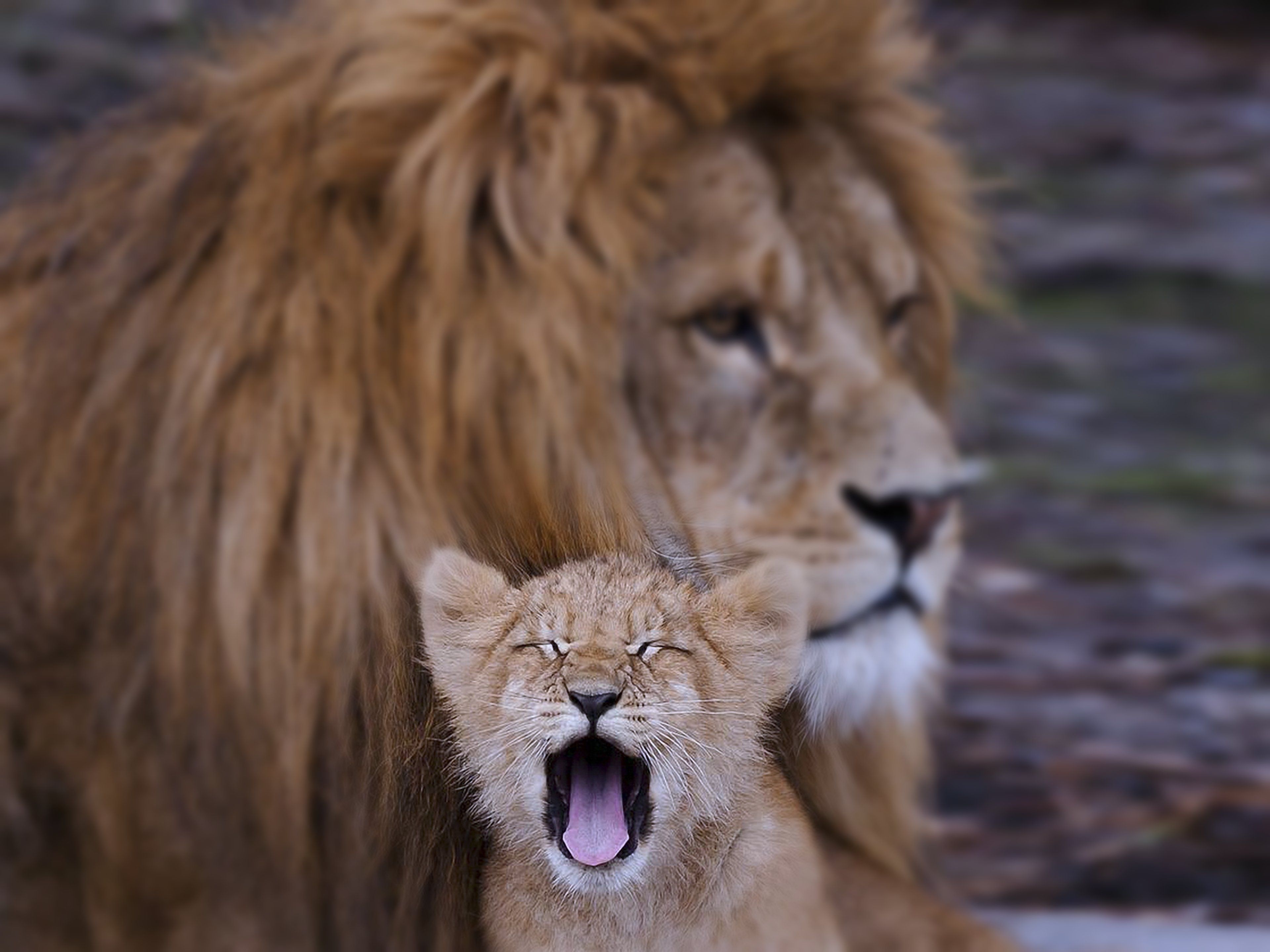 Lion cub animals family kids dad father son Predators wilds africa