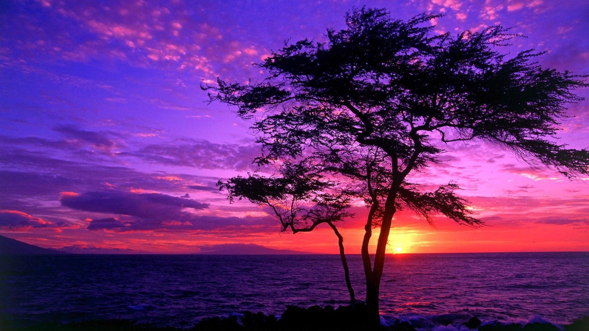 Free download Download Tree silhouette in the purple sunset
