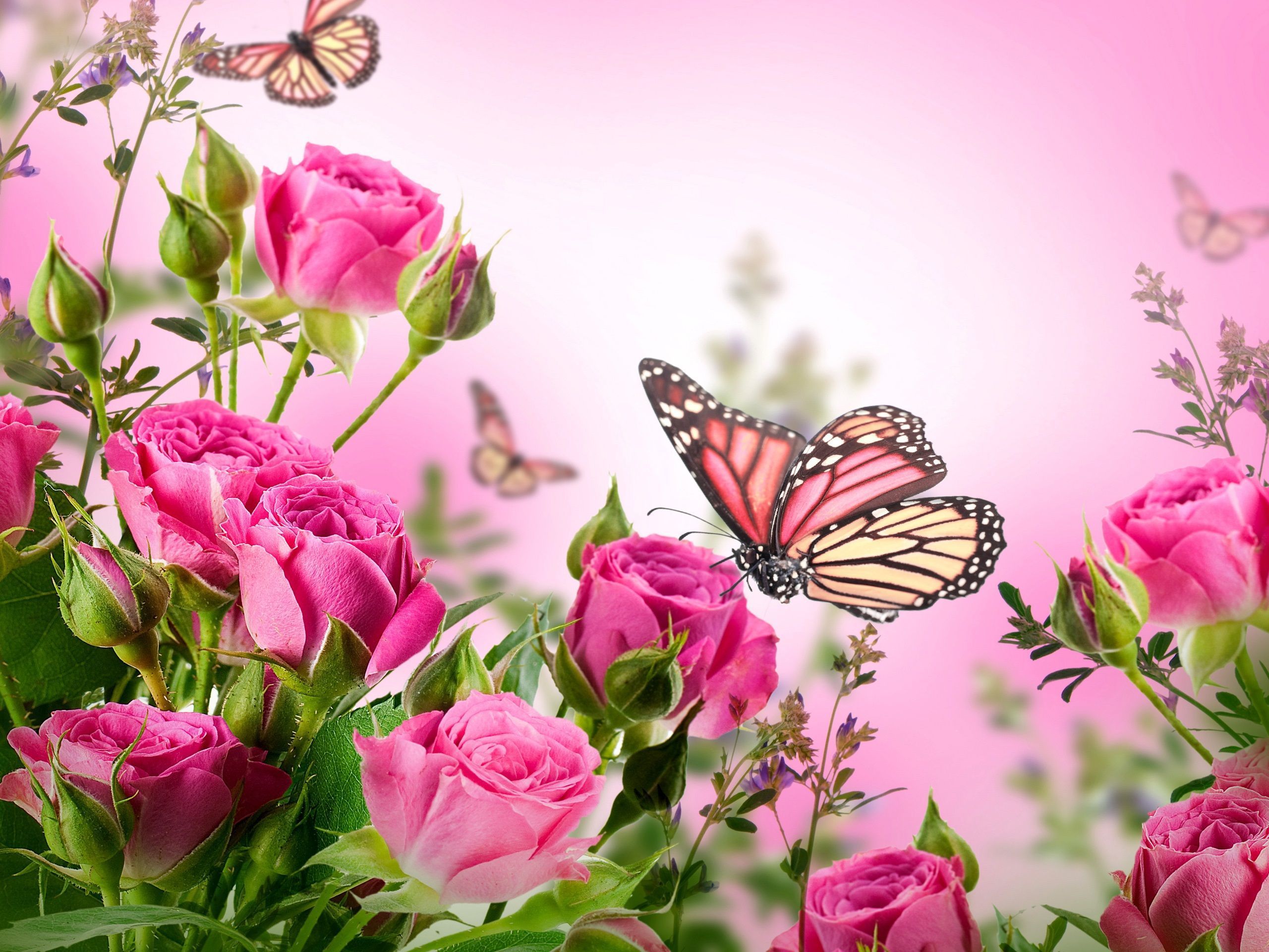 Pink Roses and Butterfly Wallpaper Free Pink Roses and Butterfly Background