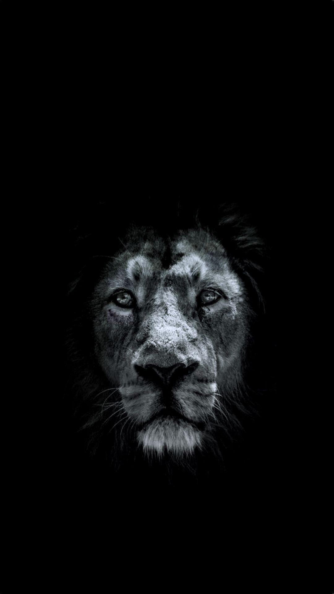 1125x2436 Dark Black Lion Illustration Iphone XSIphone 10Iphone X HD 4k  Wallpapers Images Backgrounds Photos and Pictures