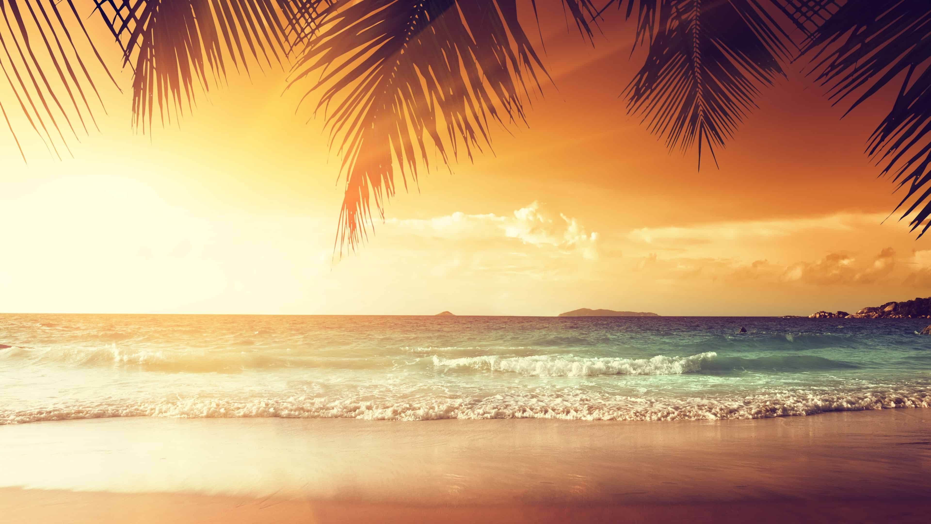 tropical beach with palm trees at sunset uhd 4k Wallpapers Download