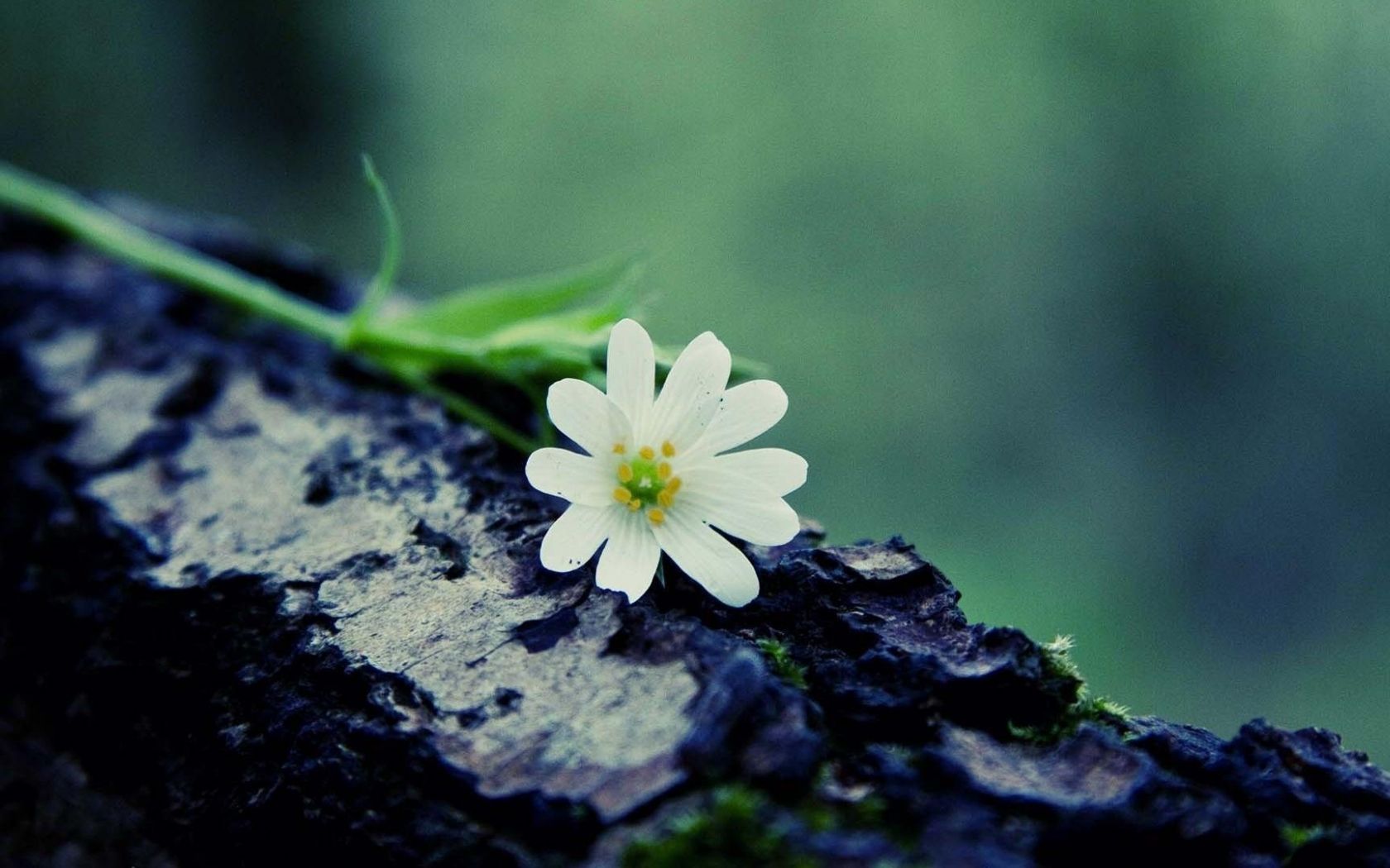 Free download beautiful desktop wallpaper HD [1920x1080]