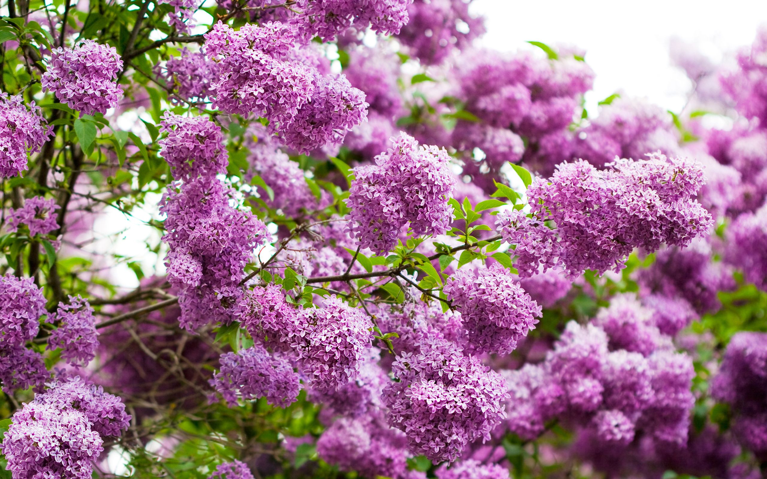 Lilac Desktop Background. Lilac