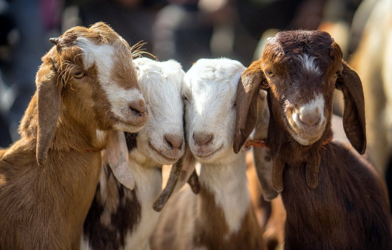 Wallpaper baby, Four, goats image for desktop, section животные