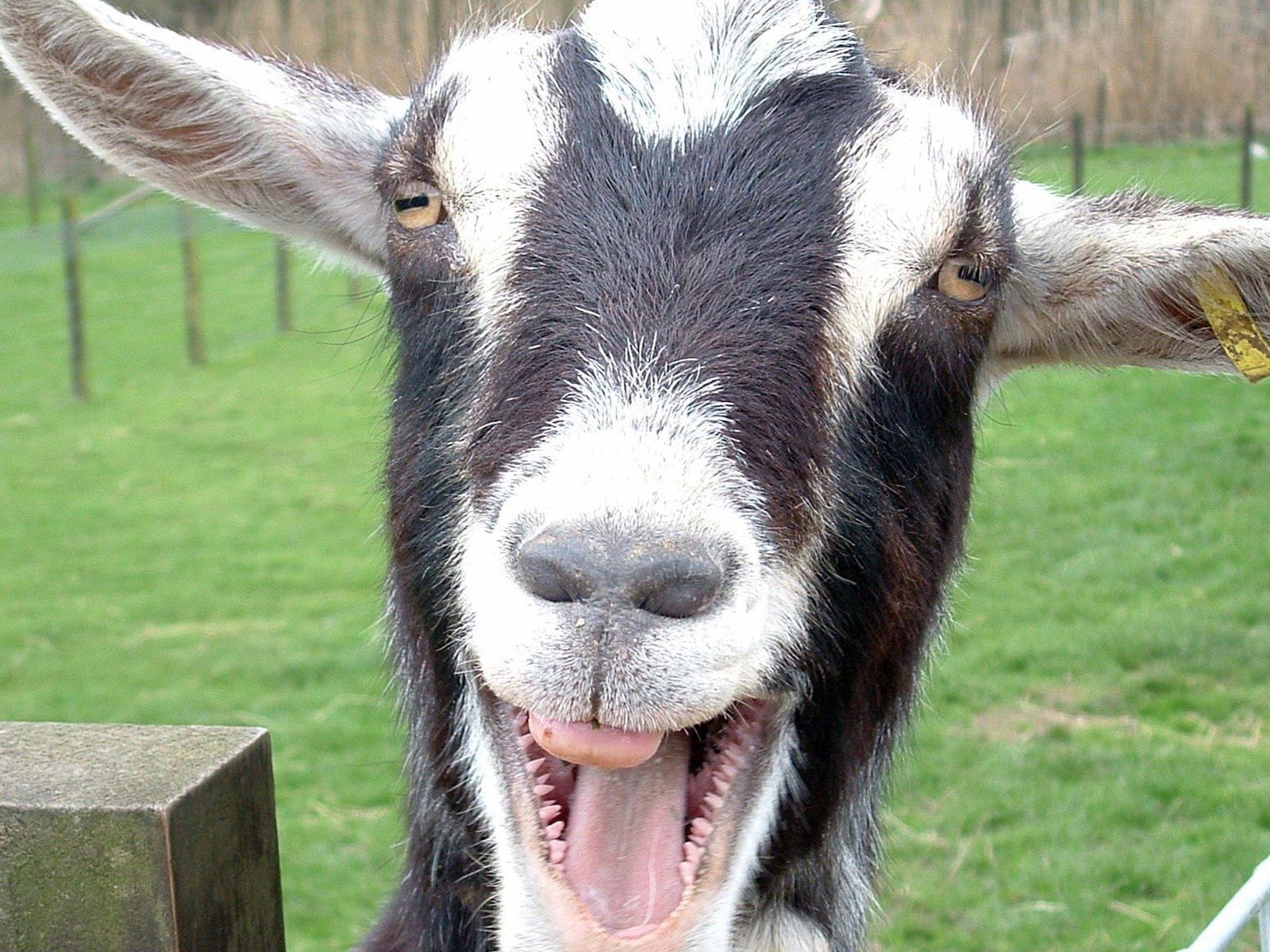 Free HD Funny Wallpaper For Desktop Background. Goats funny